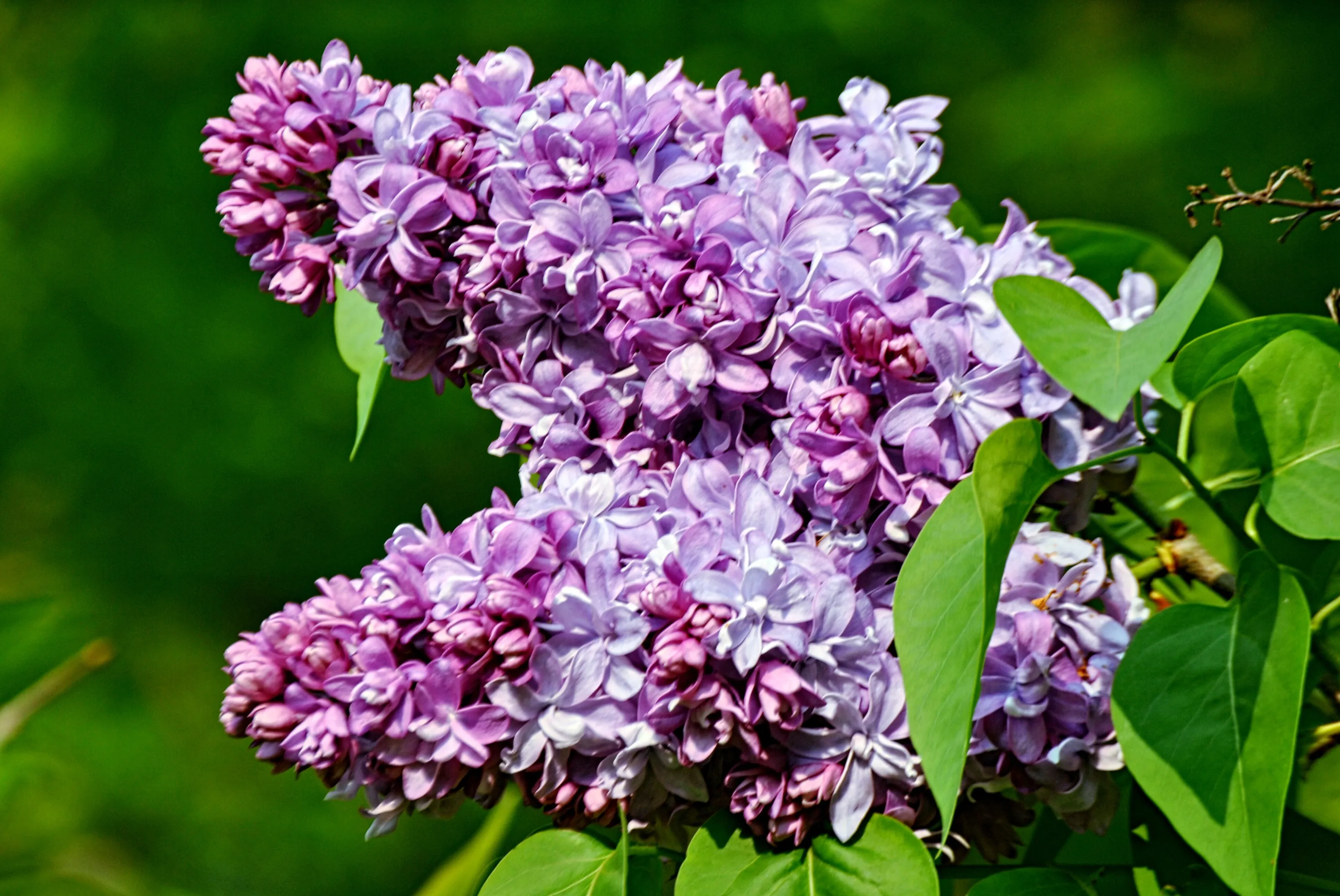 Purple Lilac