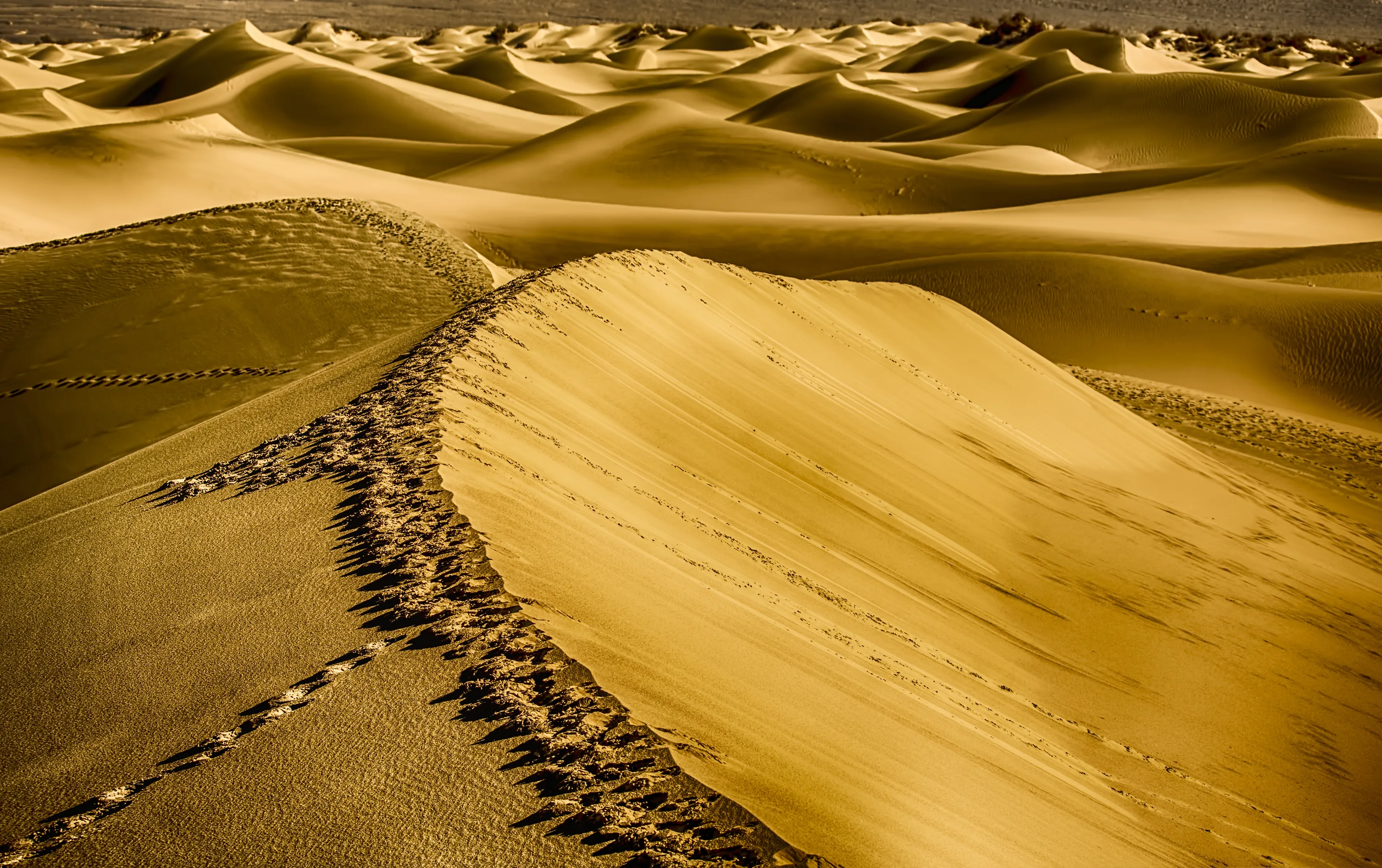 Golden sand dunes
