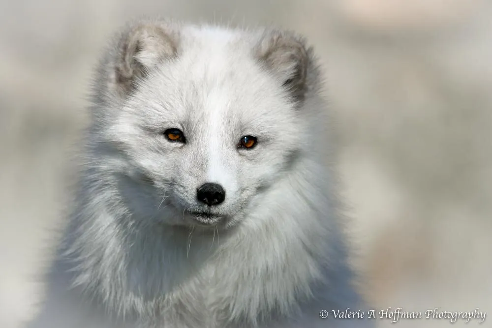 Arctic Fox Portrait_High Key