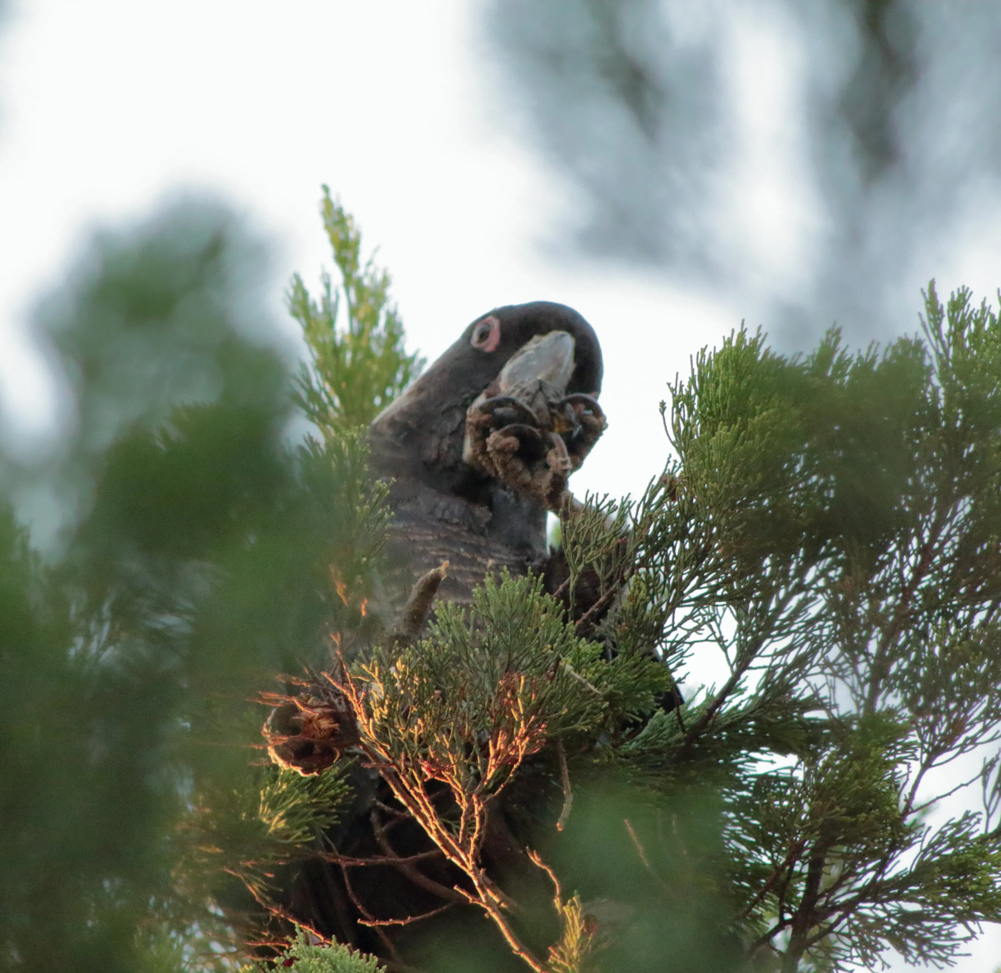 Black Cockatoo