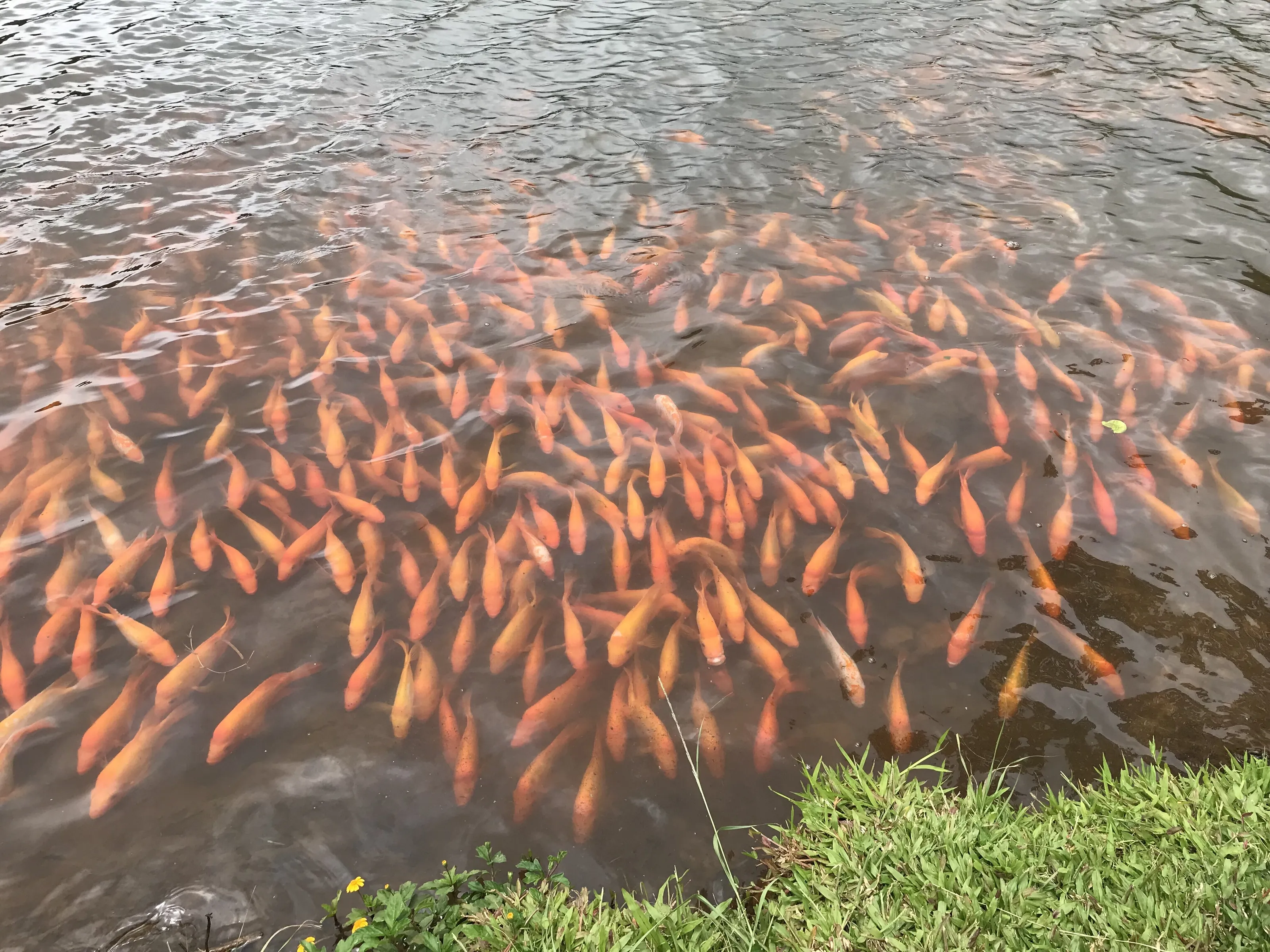 The last thing a fish would ever notice would be water