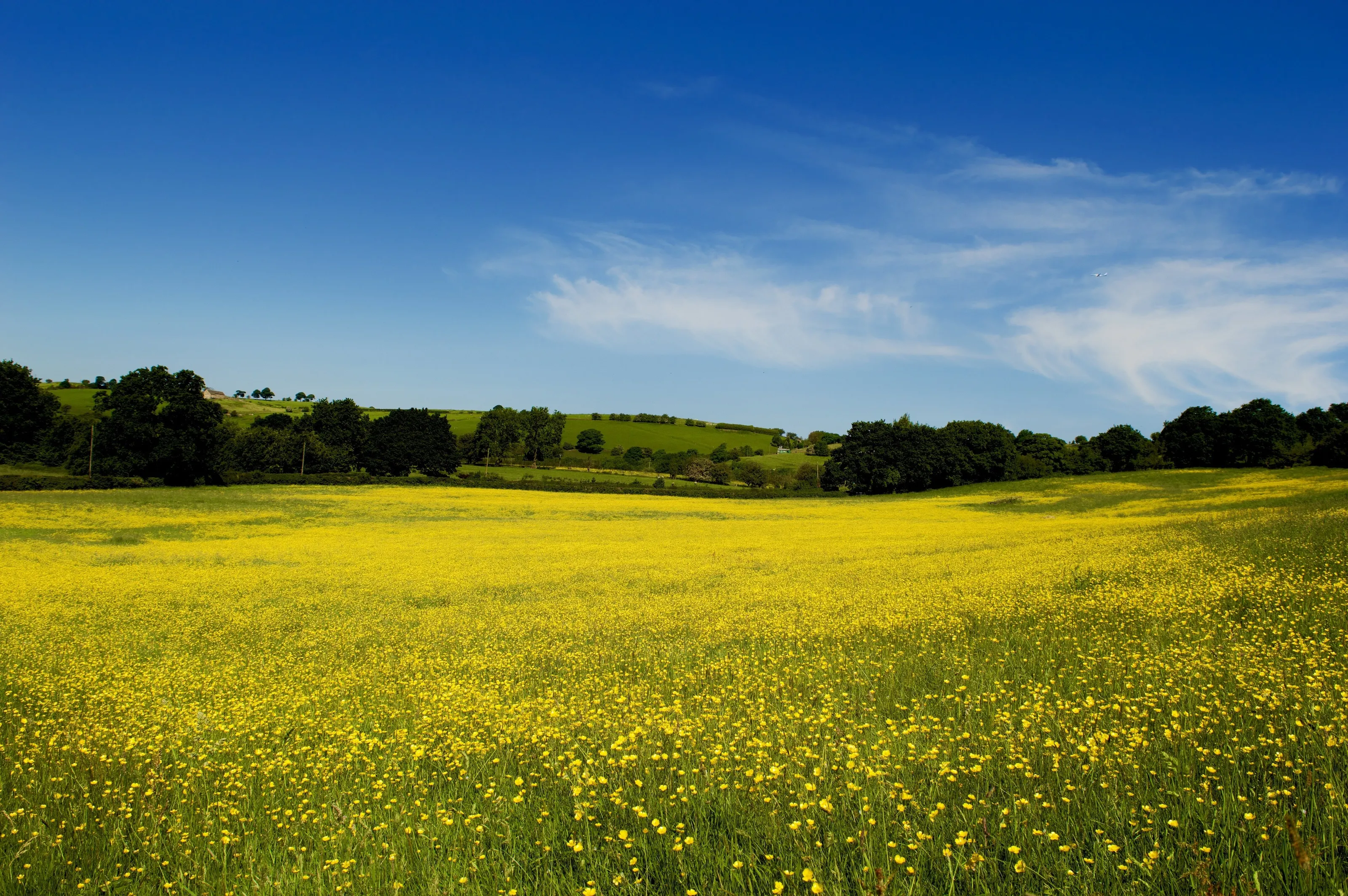 Yellow field