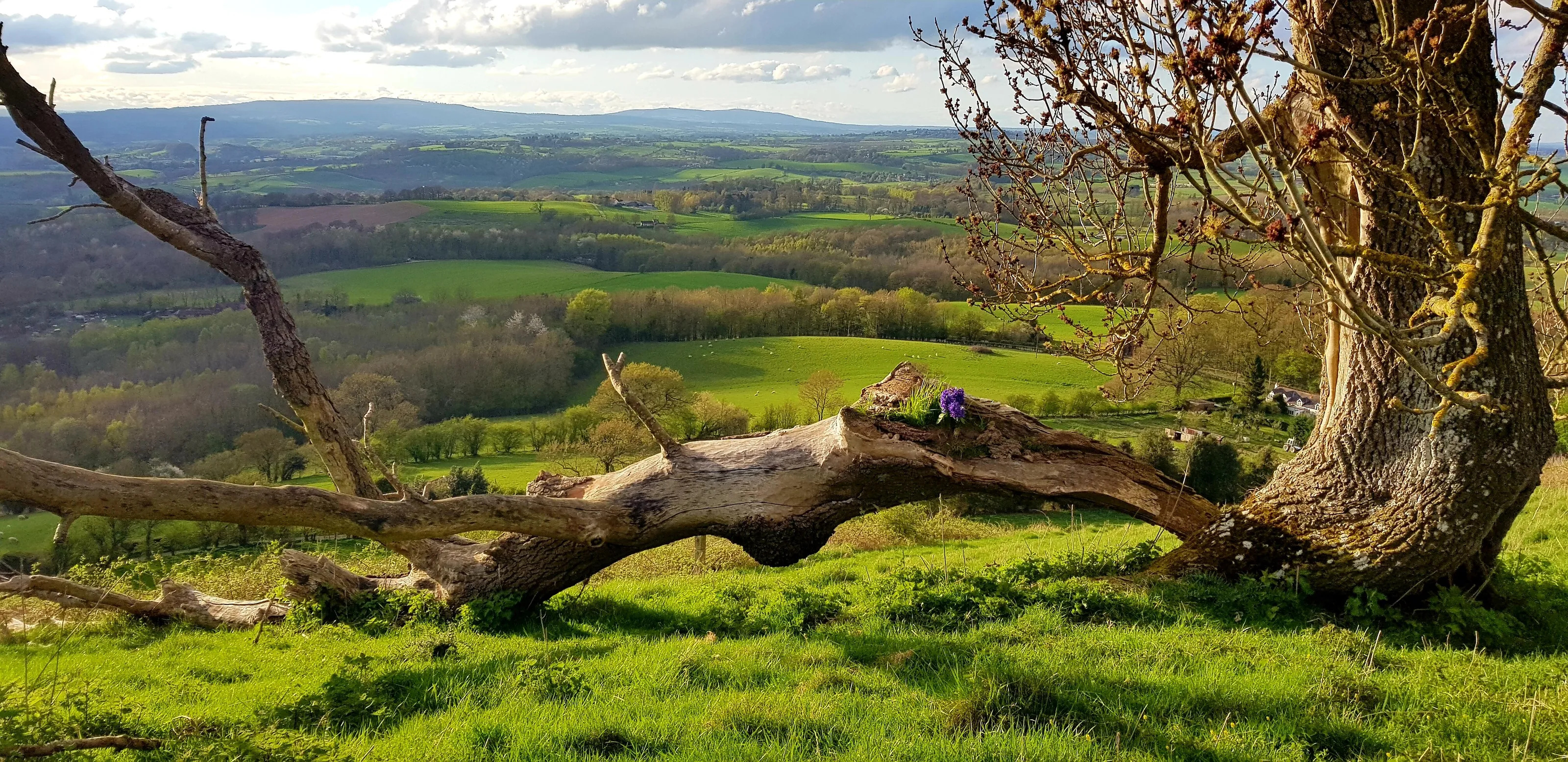 Deadwood view (walsgrove hill)