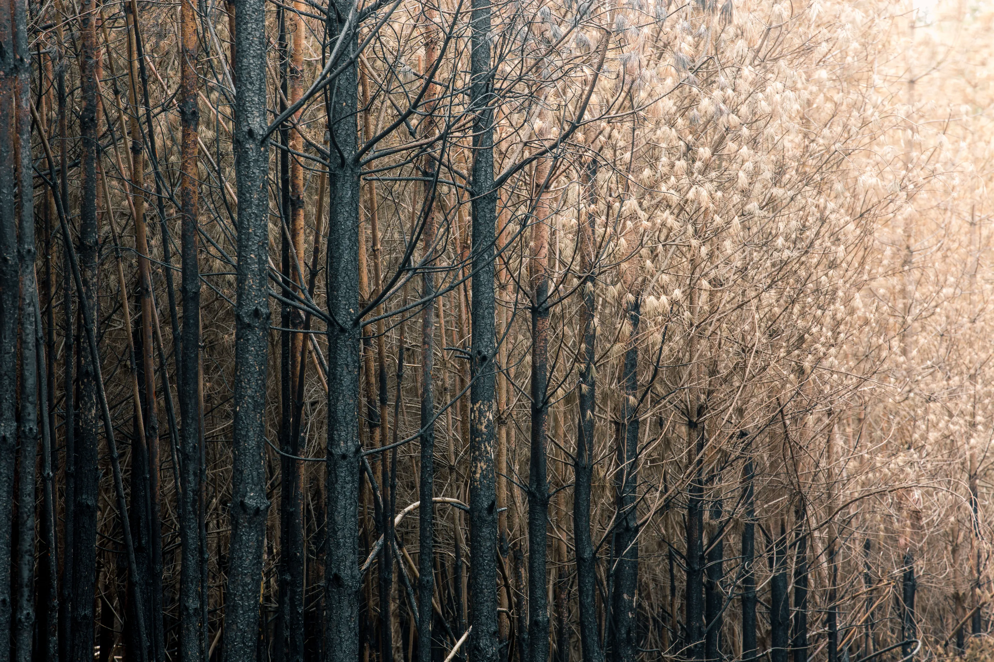 Thetford Forest