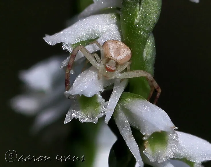 Entry 6548063
