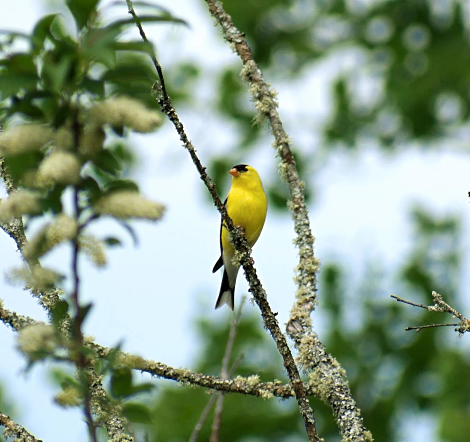 Goldfinch
