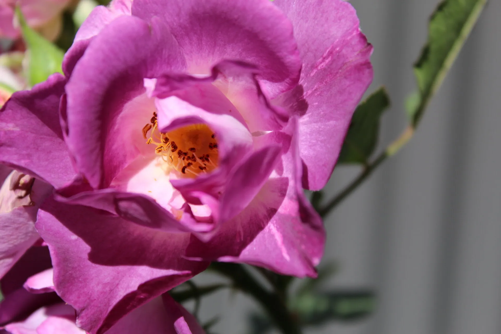 Pink rose