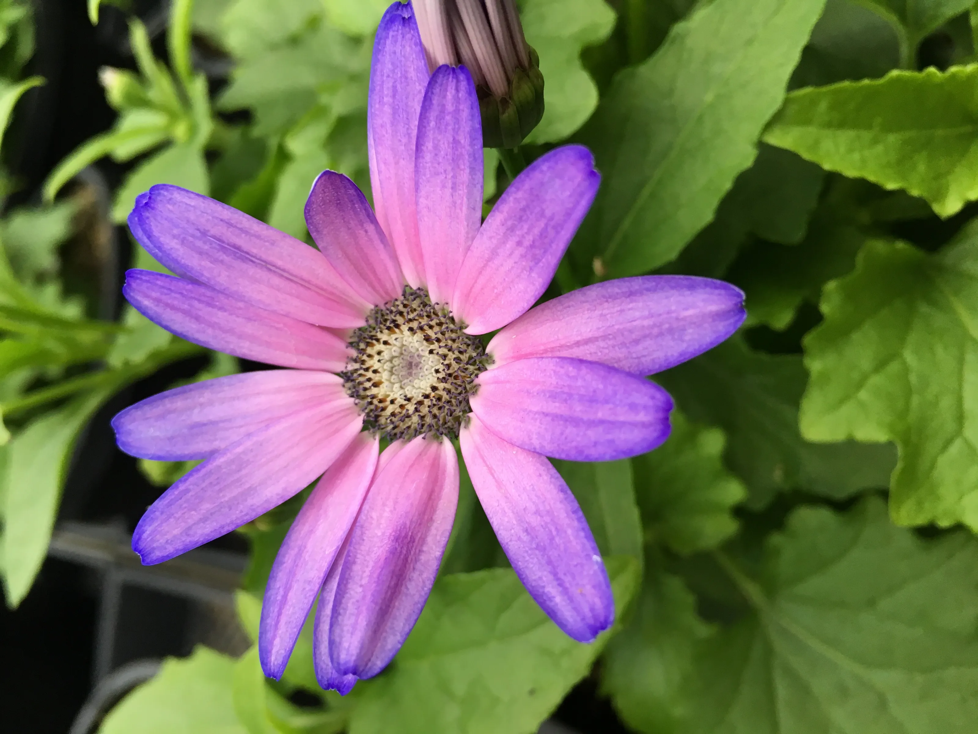 Purple Pleasure