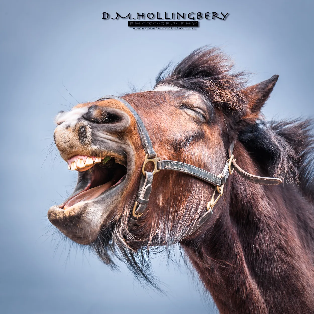 laughing horse