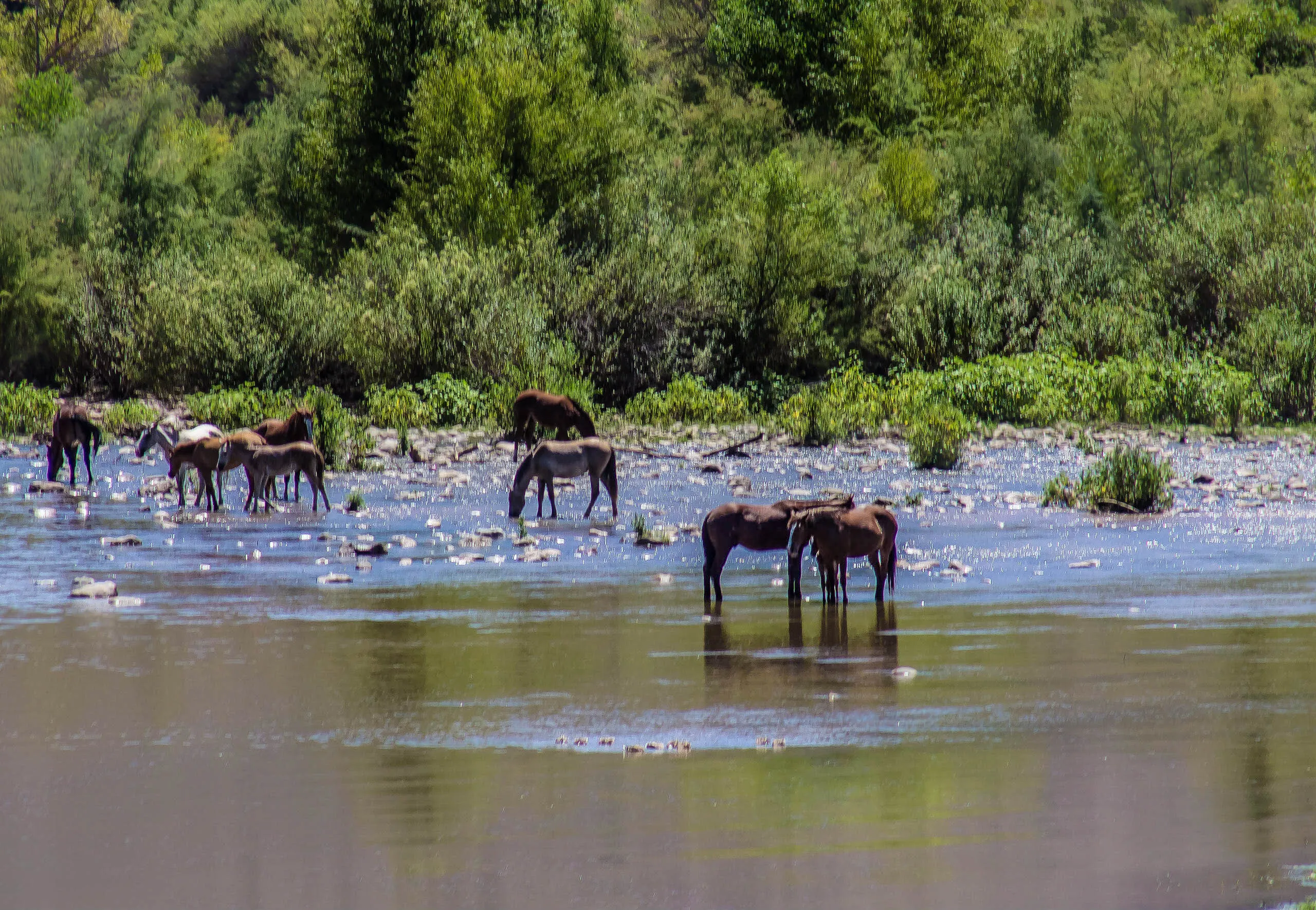 Watering Hole