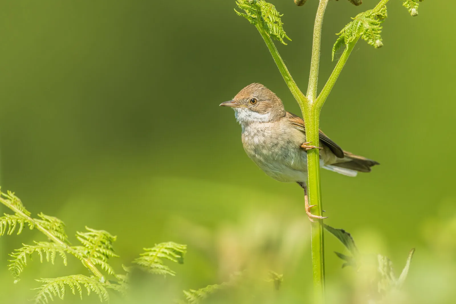 Whitethroat