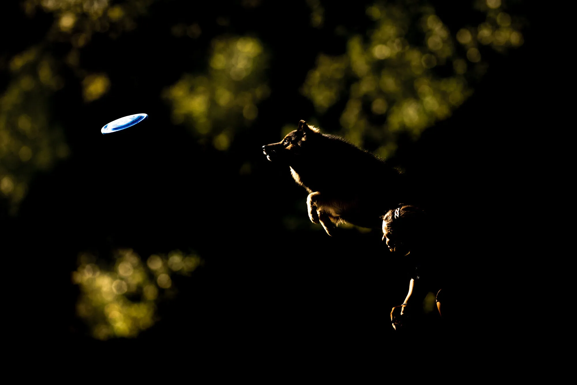 Europian Championship - Dogfrisbee