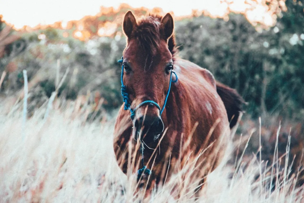 Horse from Maumere of Flores - NTT - Indonesia