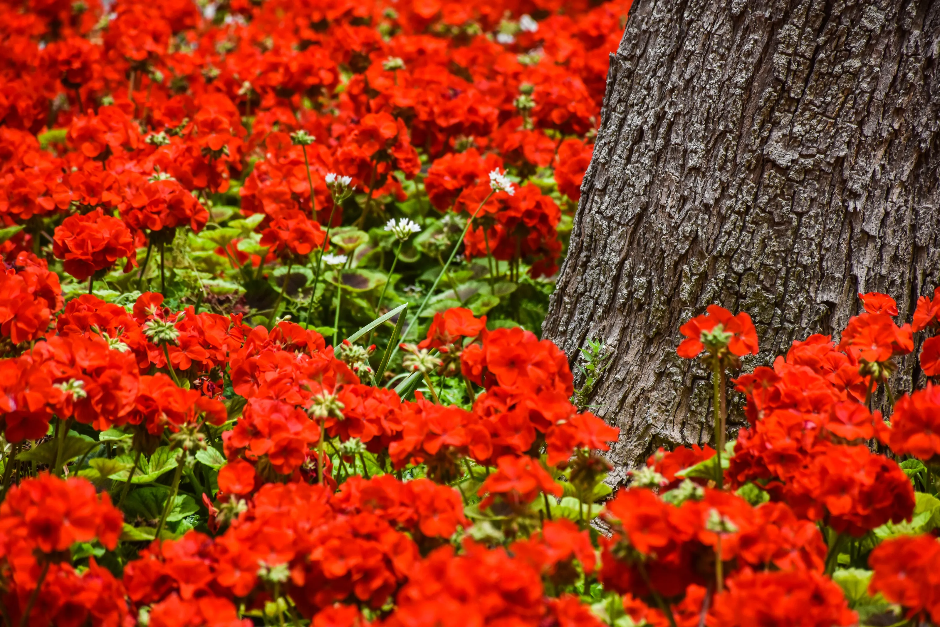 Red Flowers