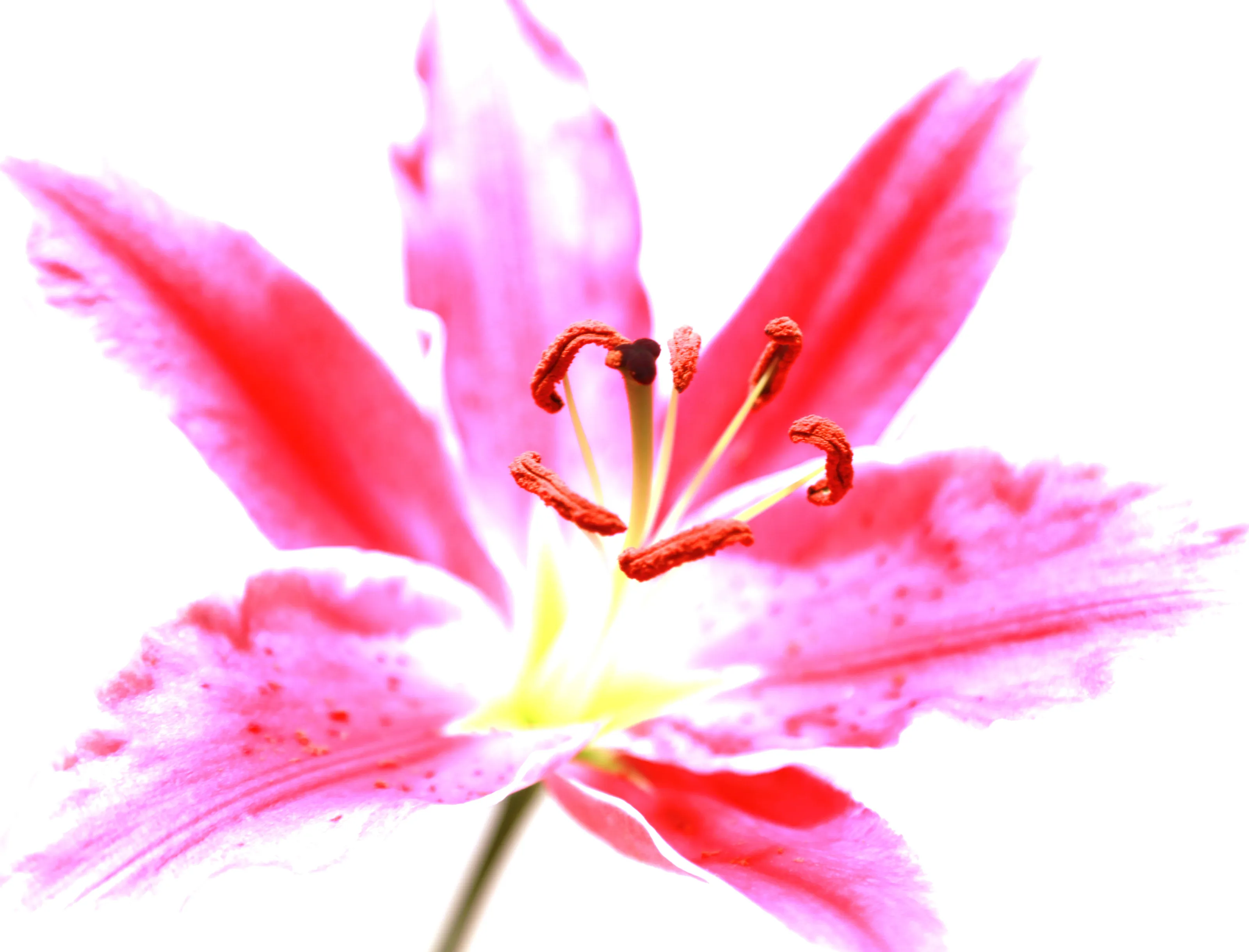 Lily in Bloom