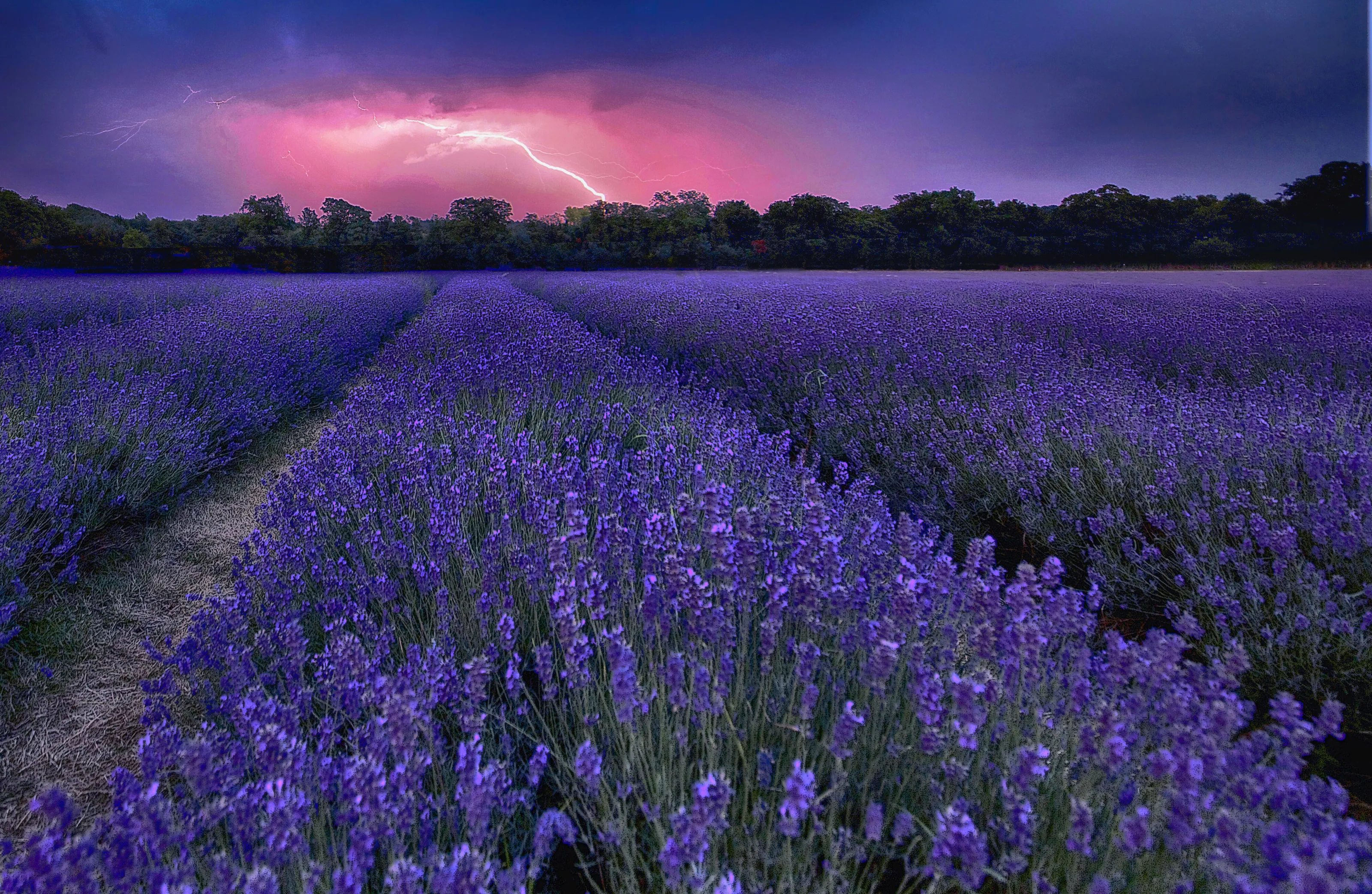 Lavender Storm