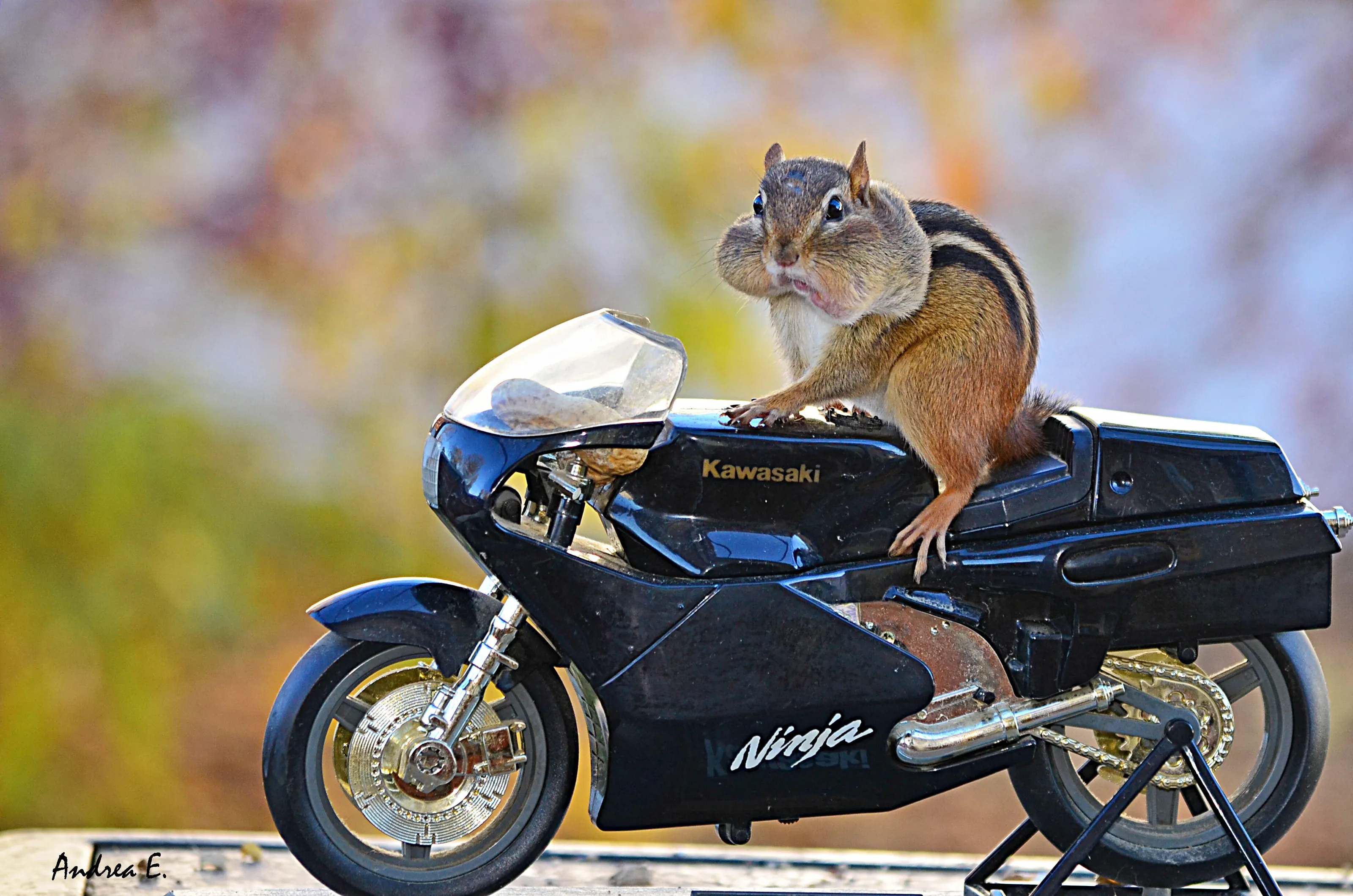 Born to be Wild