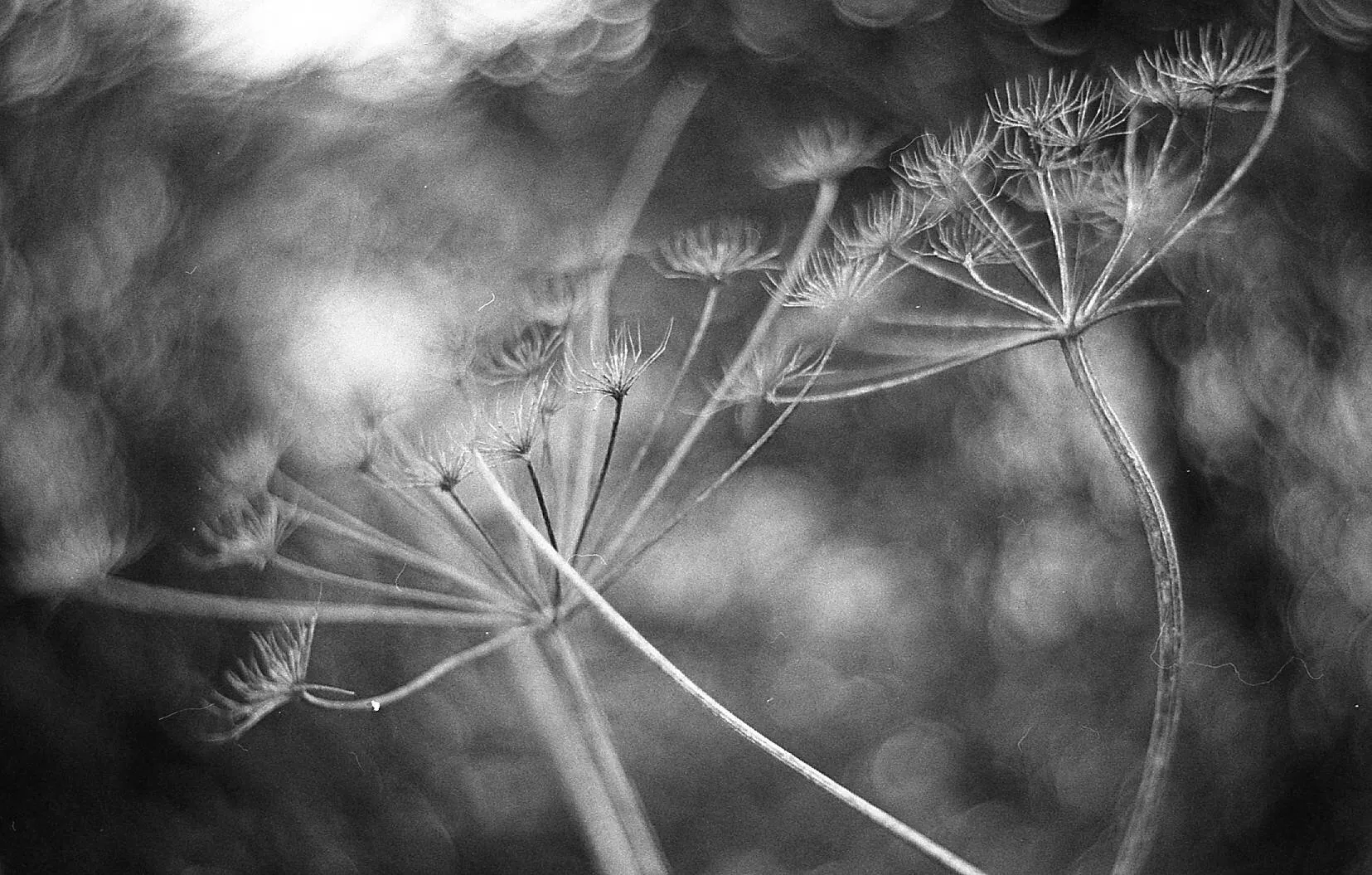 Black And White Cow Parsley