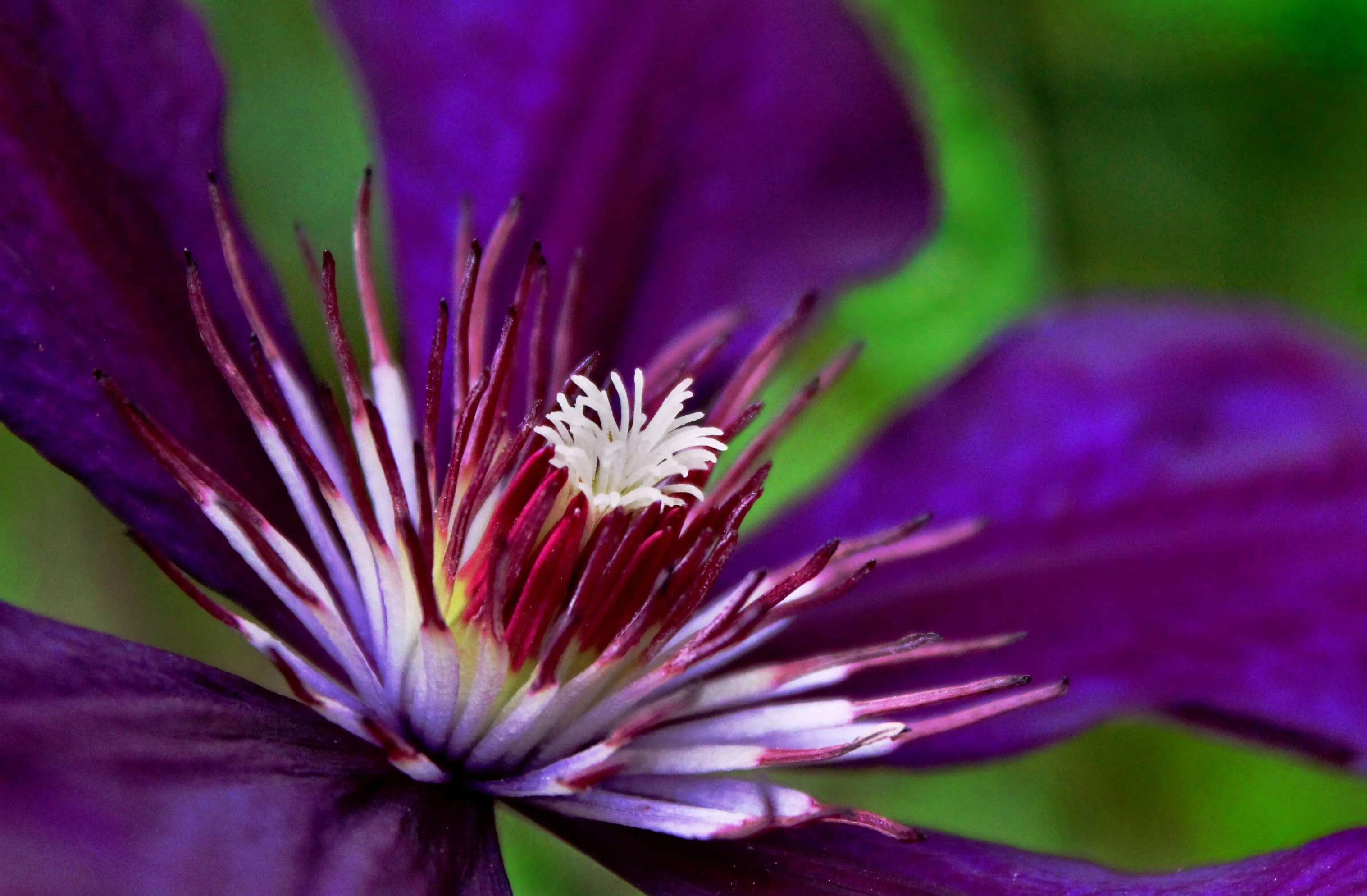 Bloom