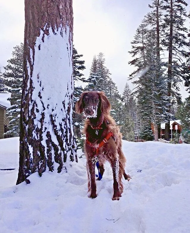 Stella