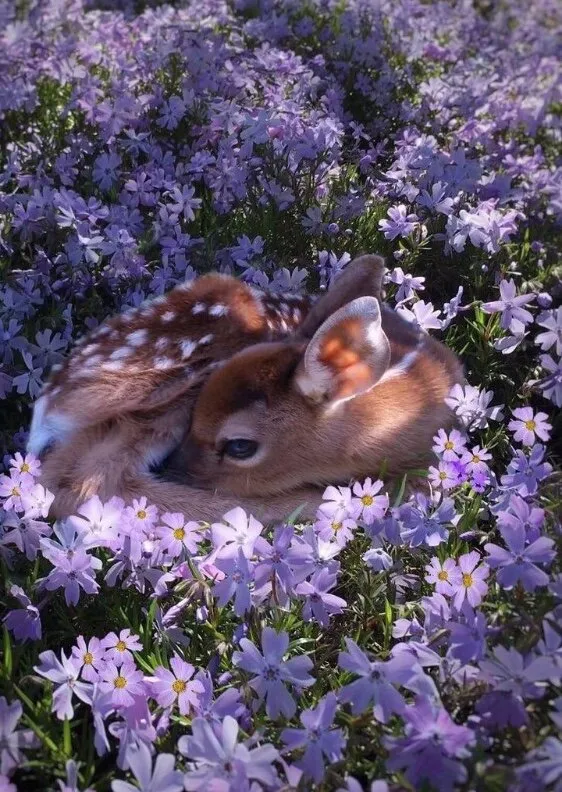 Sleepy fawn