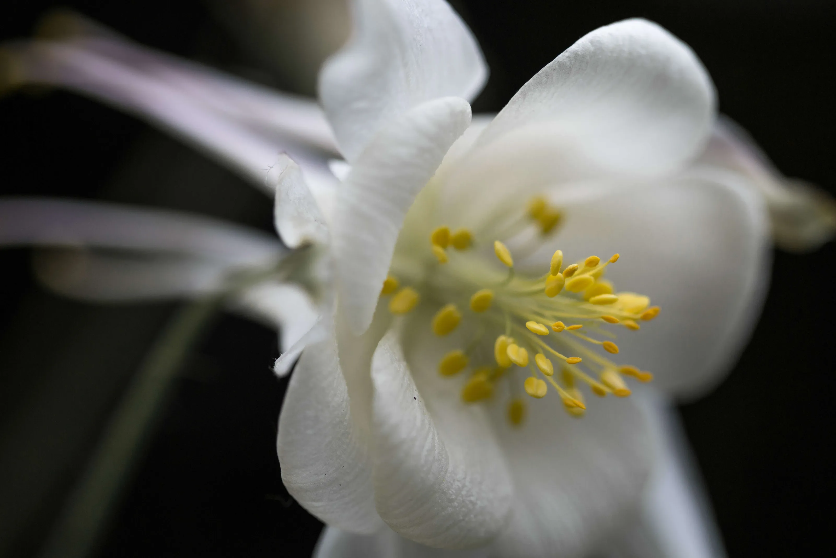Delicate