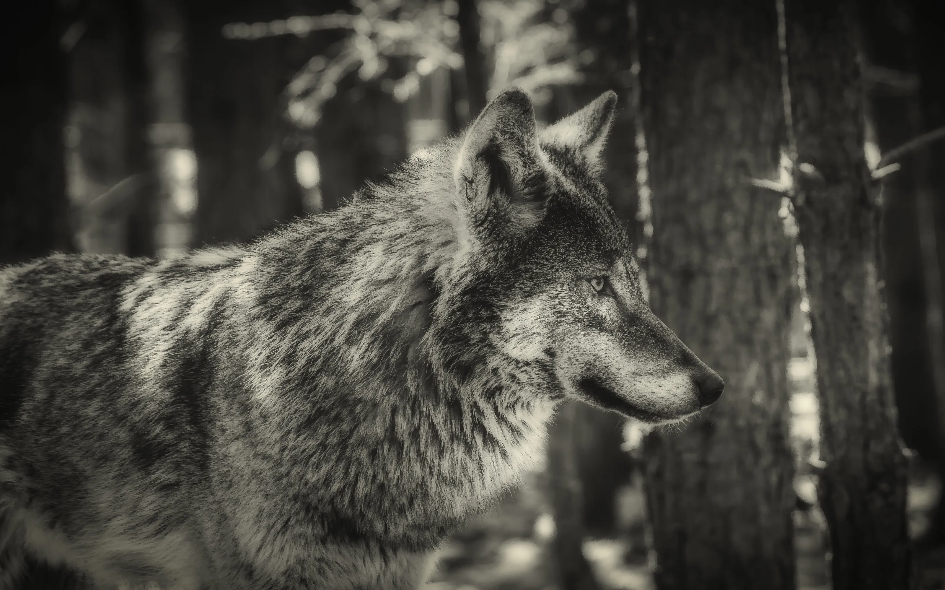 Wolf