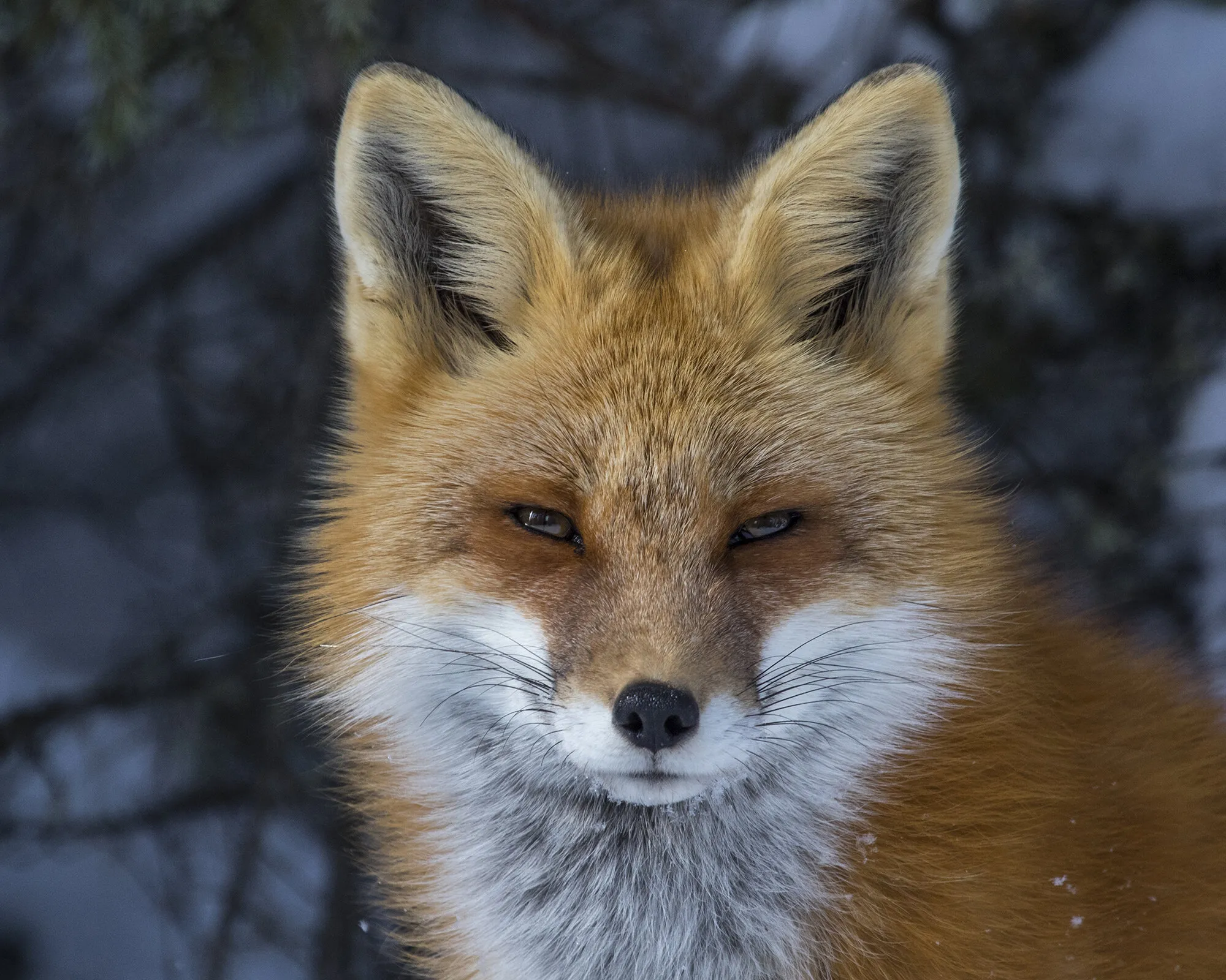 Female Red Fox