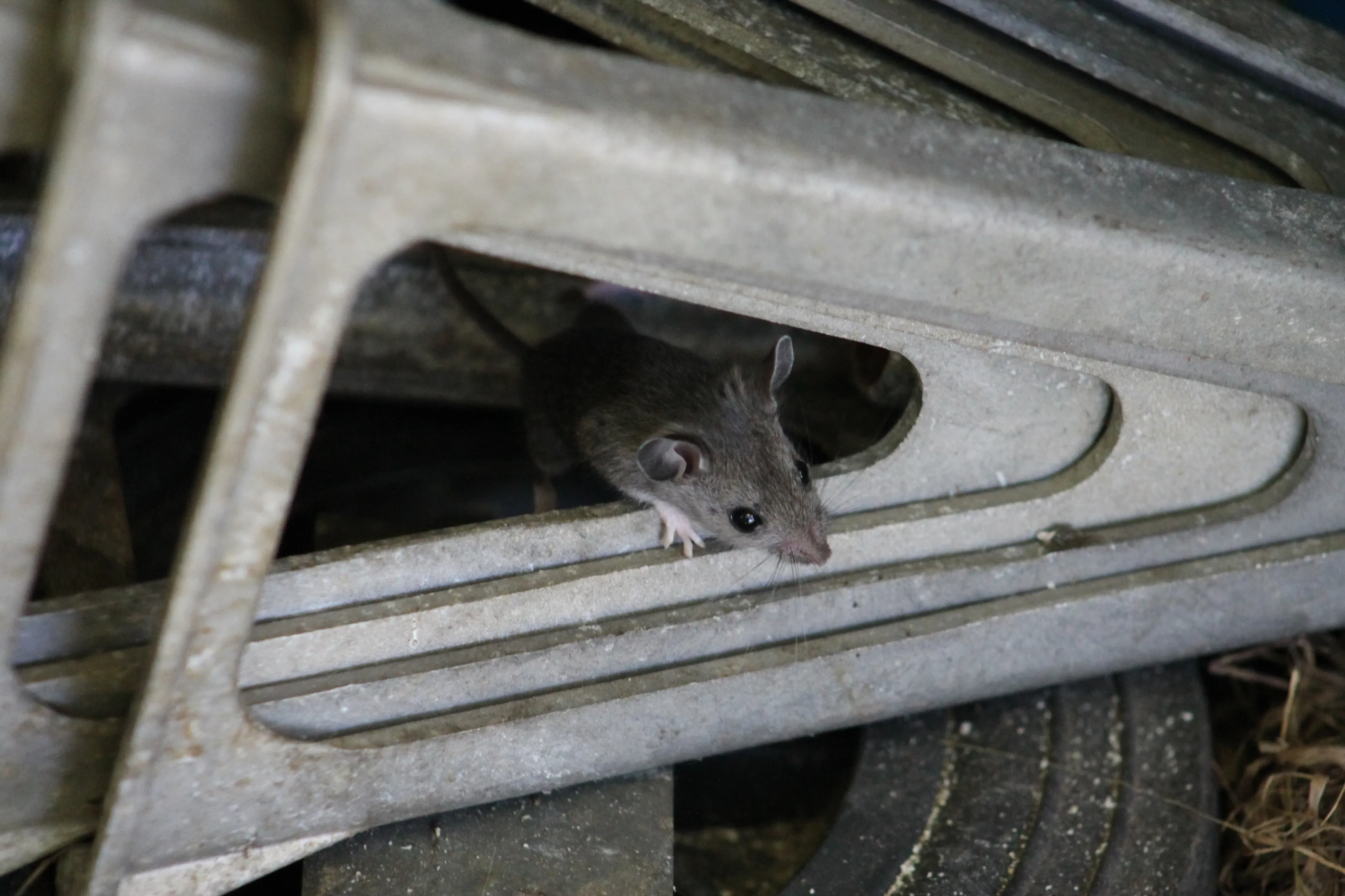 Country Mouse