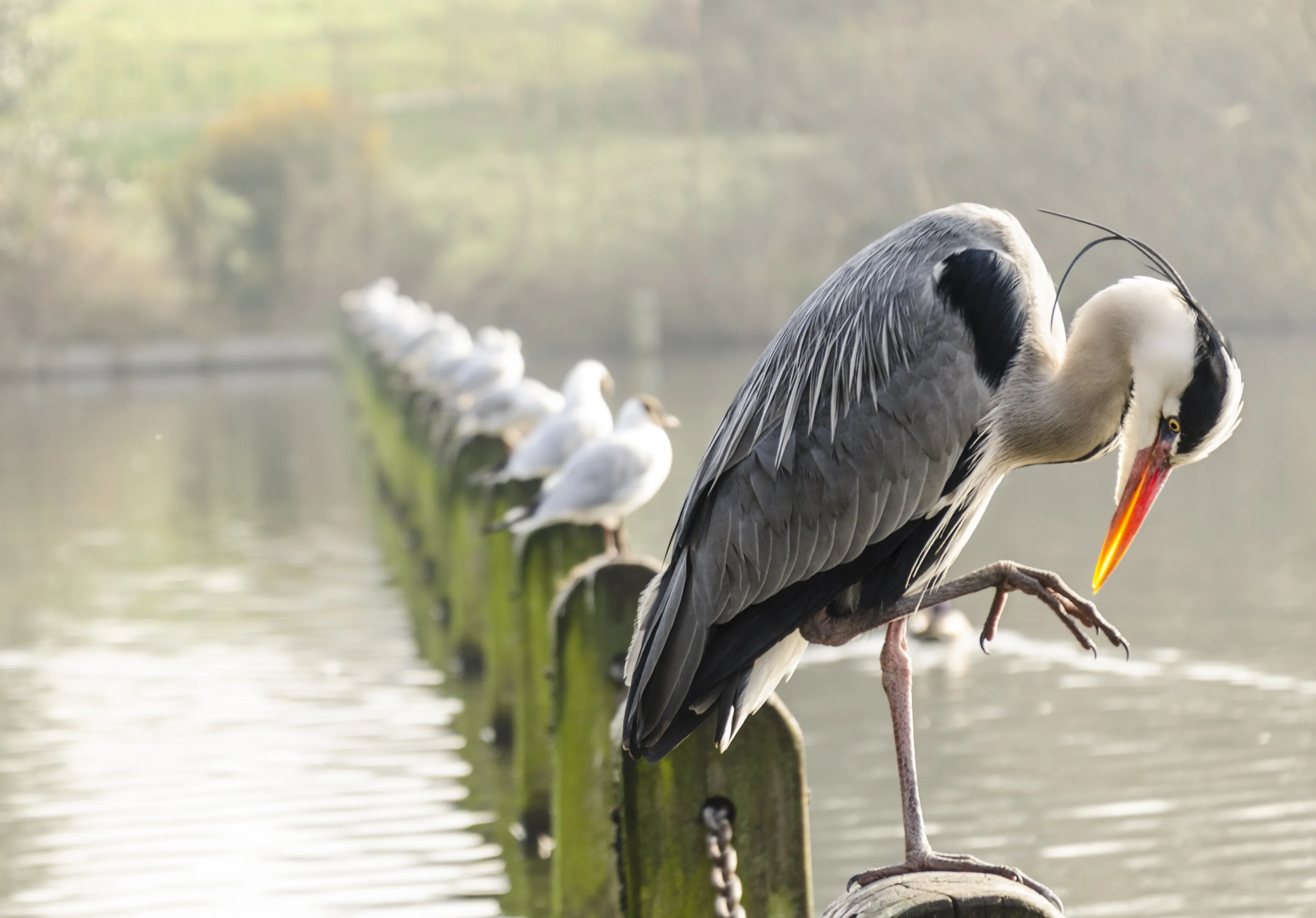 Heron
