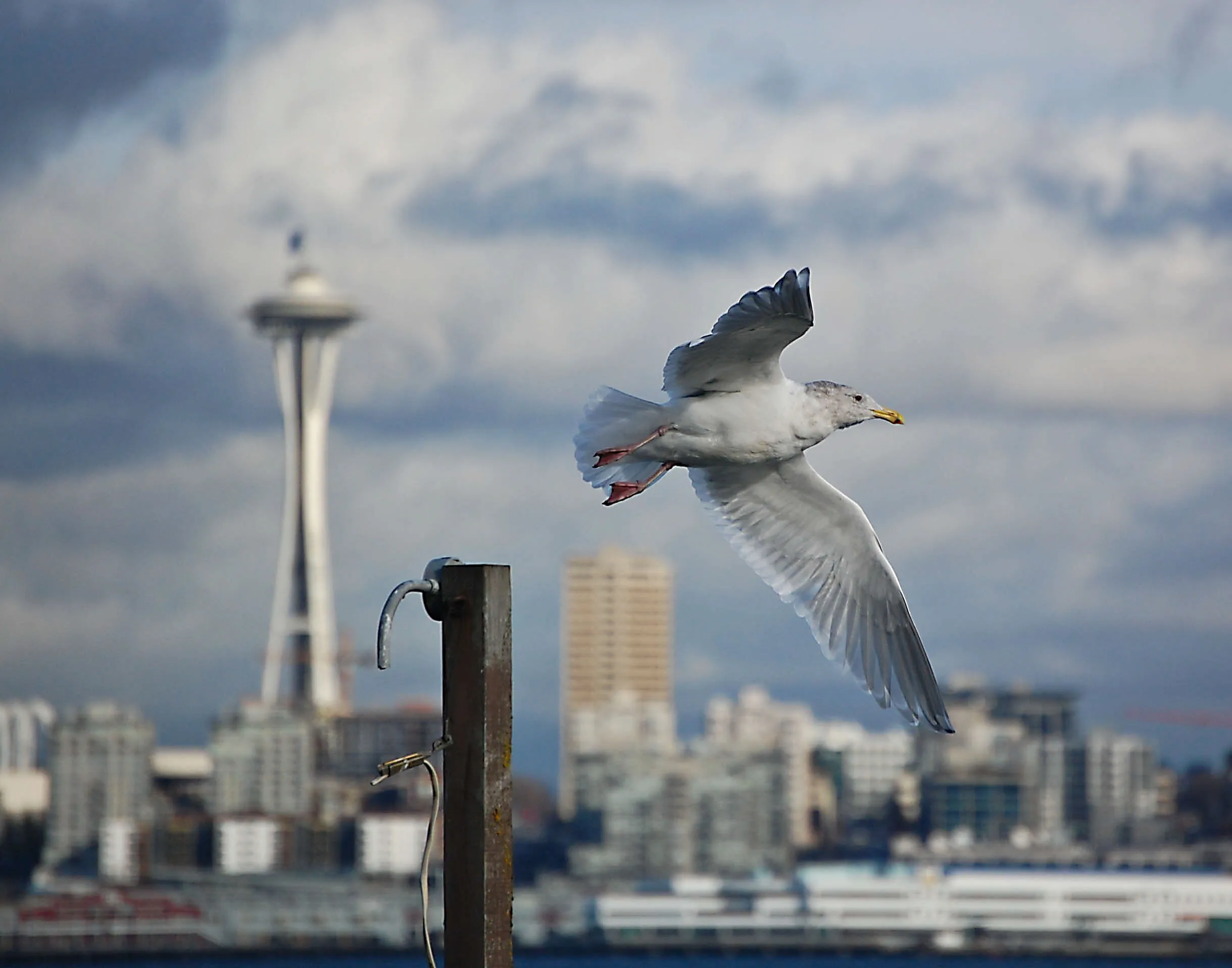Seattle Gull