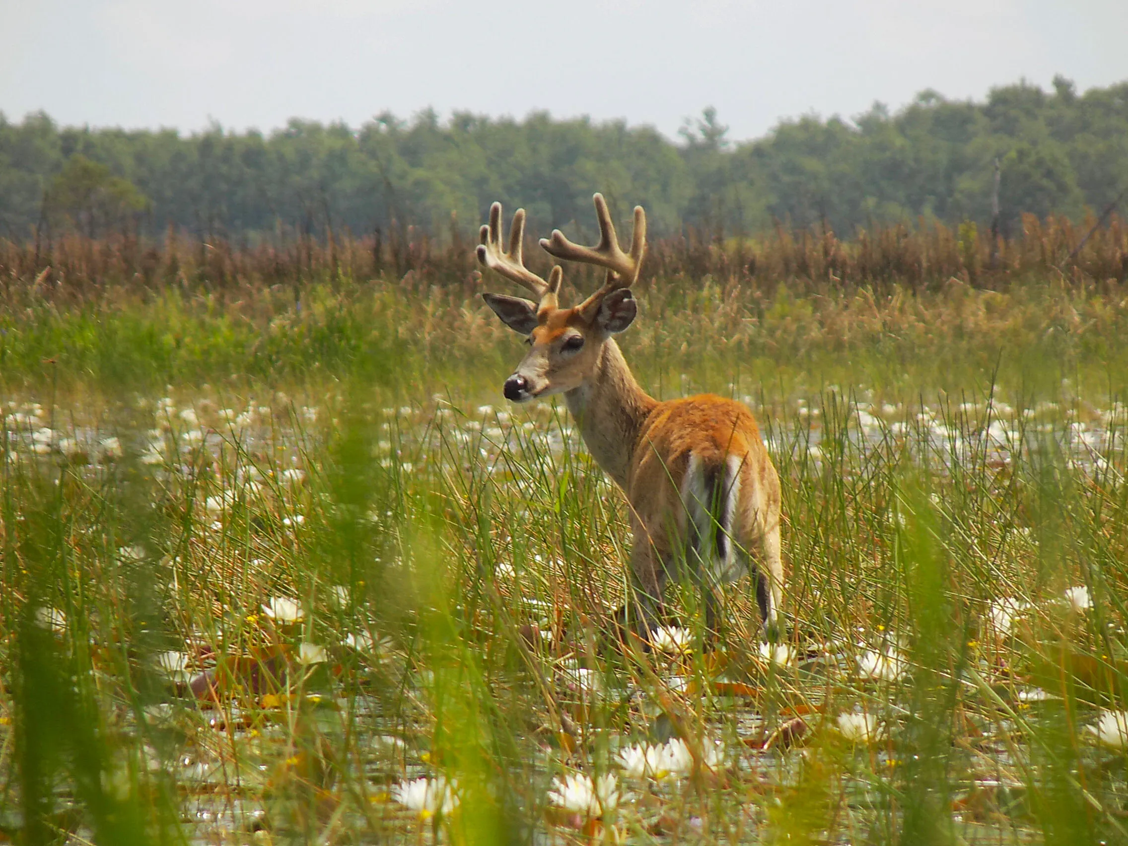 Unexpected Deer in the Everglades of Boca Raton, Florida