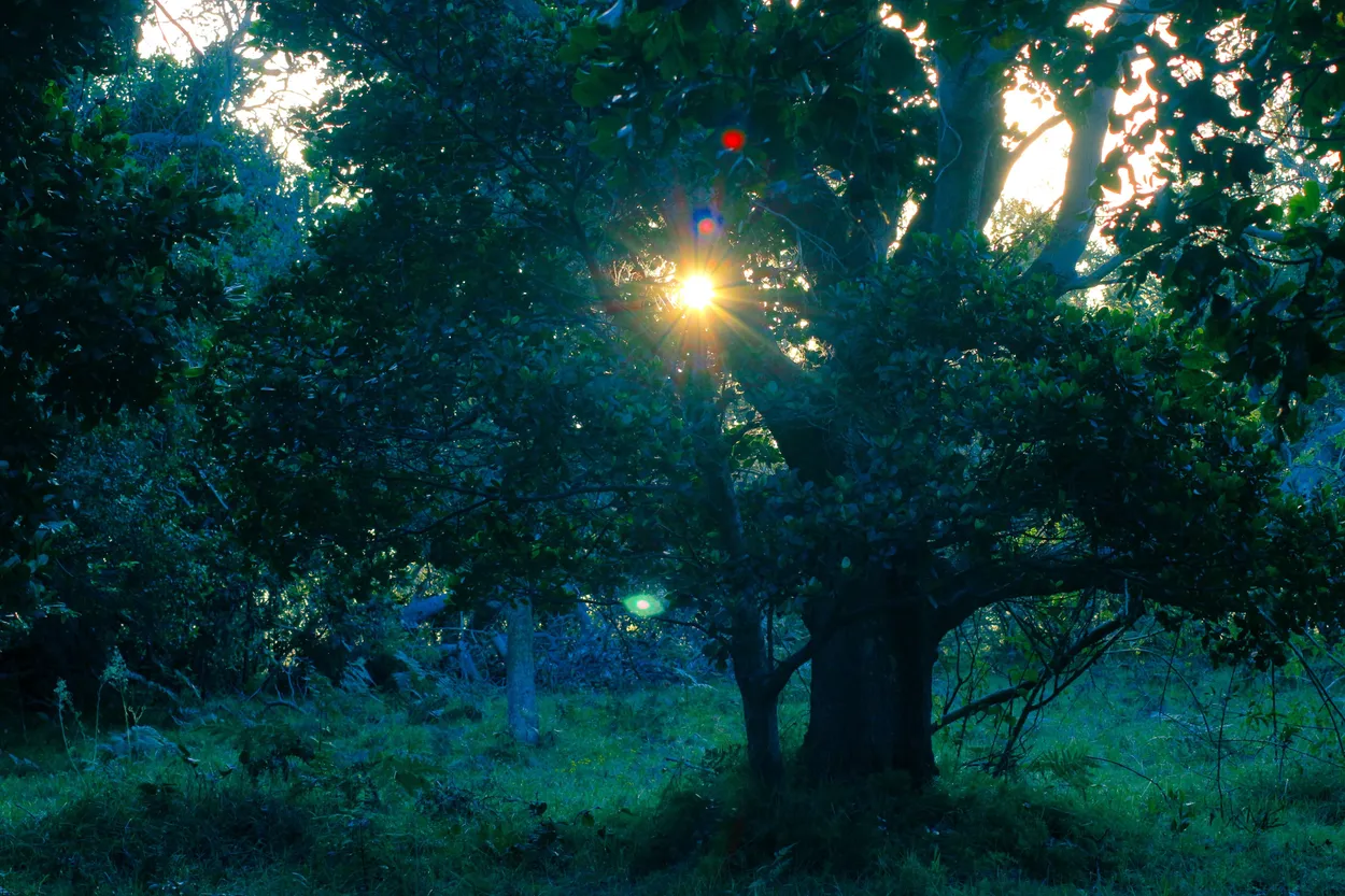 sun tree
