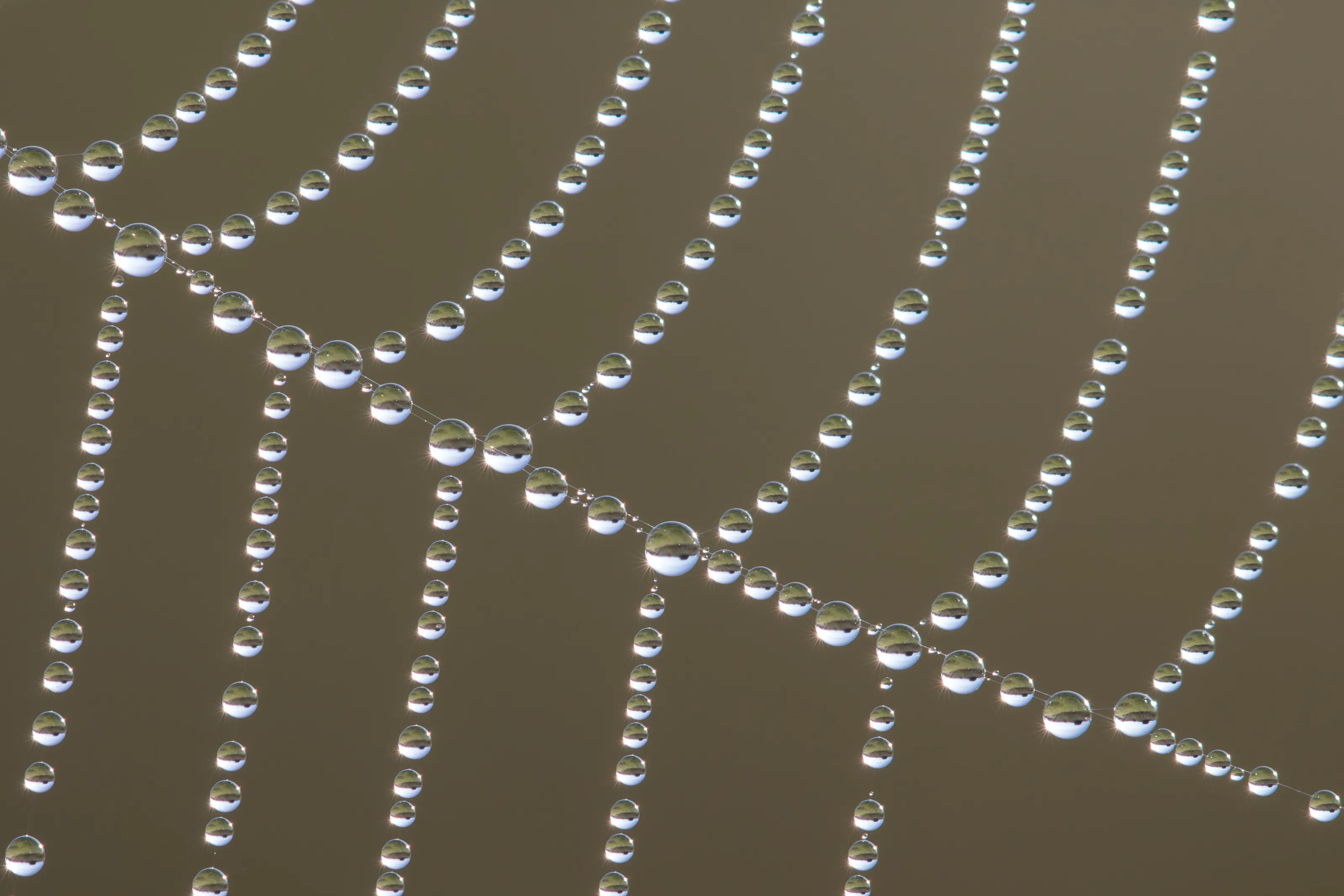 Sunrise seen in morning dew in a spider web
