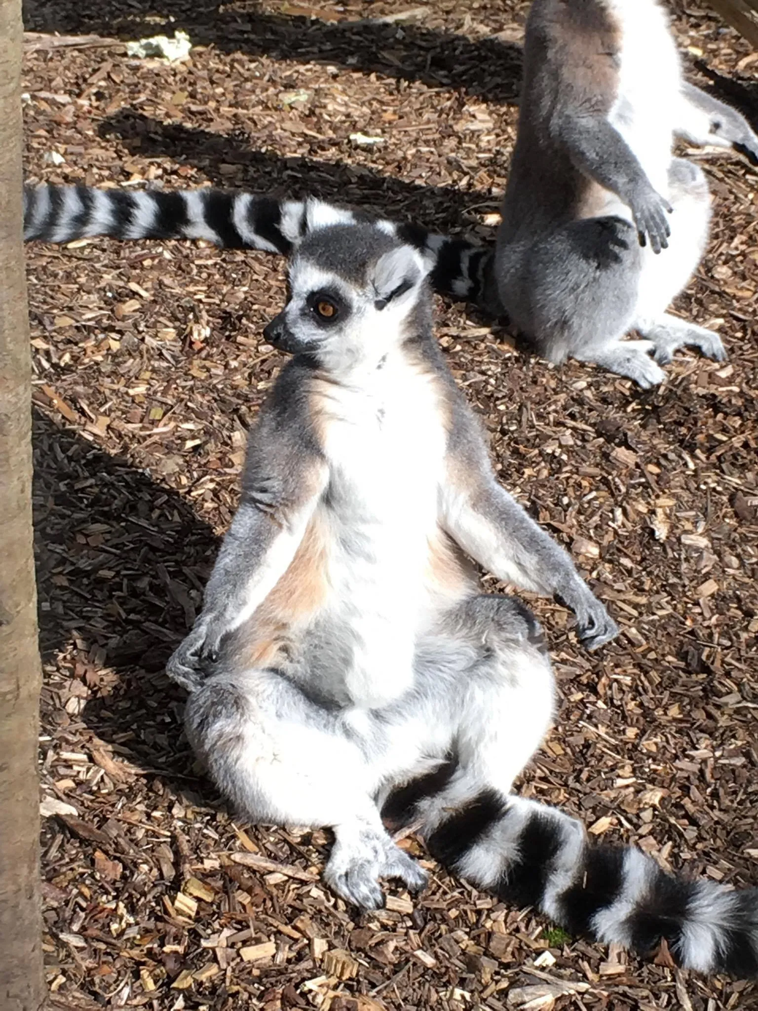 The Sunbathing Lemur.