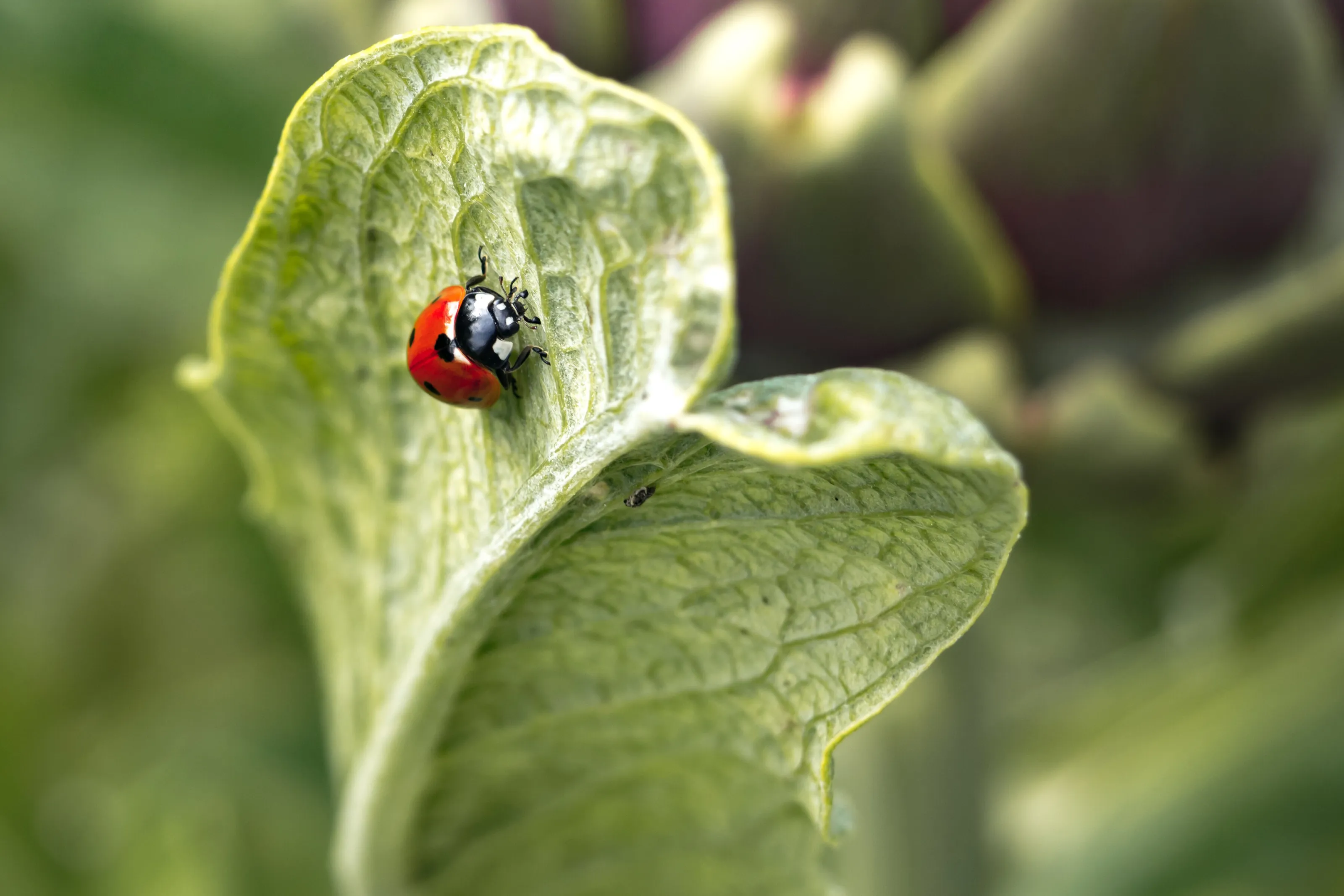 lady bug