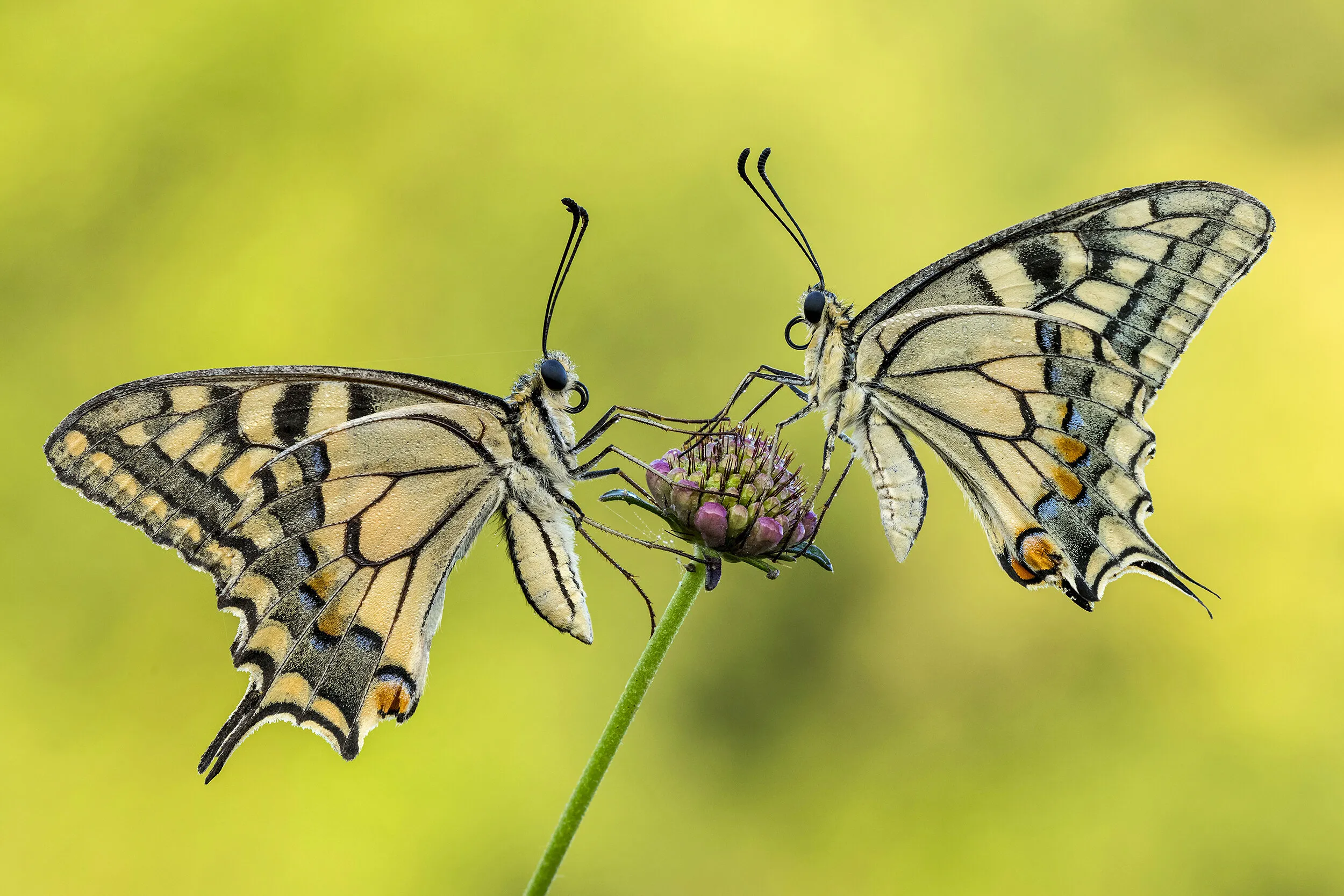 Machaon Twins ♀-♂