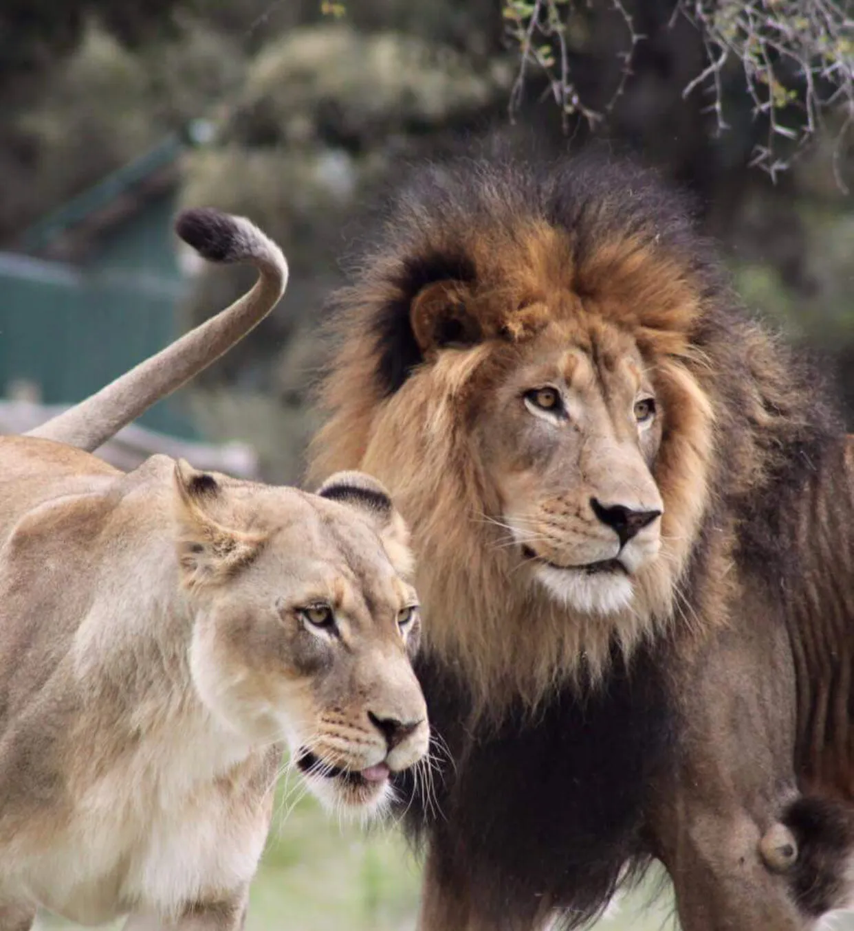 Lions at zoo, 2015