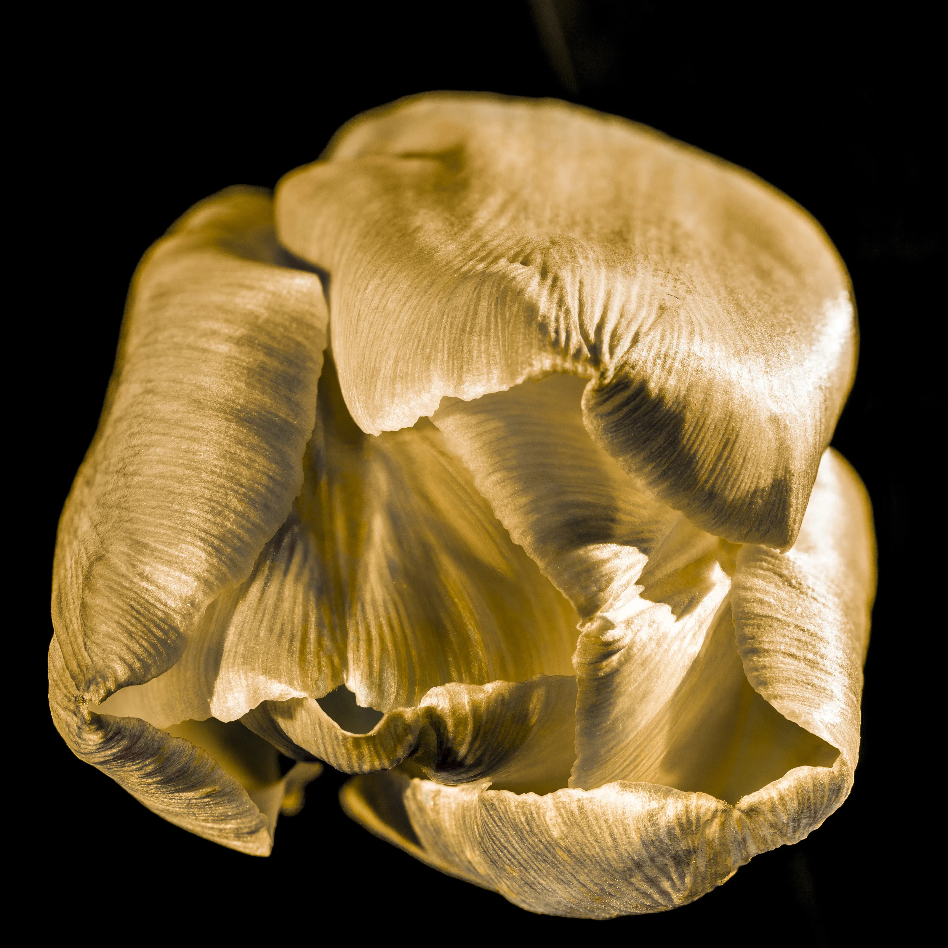 Tulip