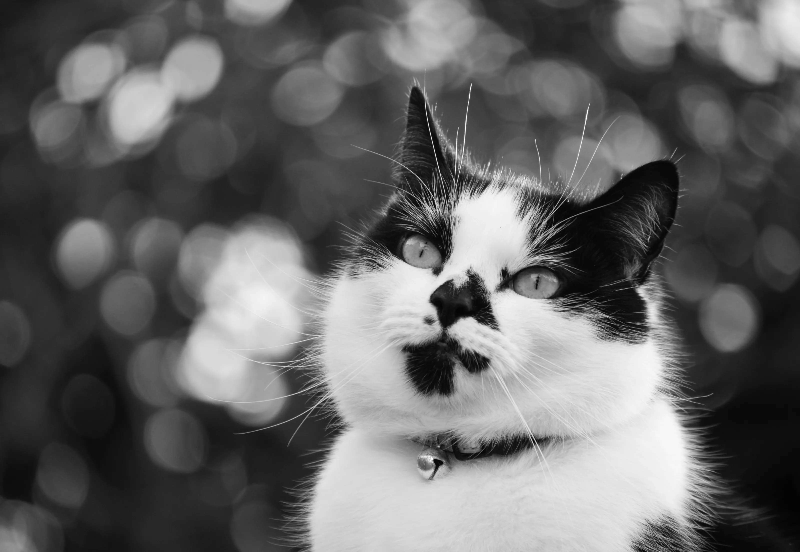 Purrs along the Canal