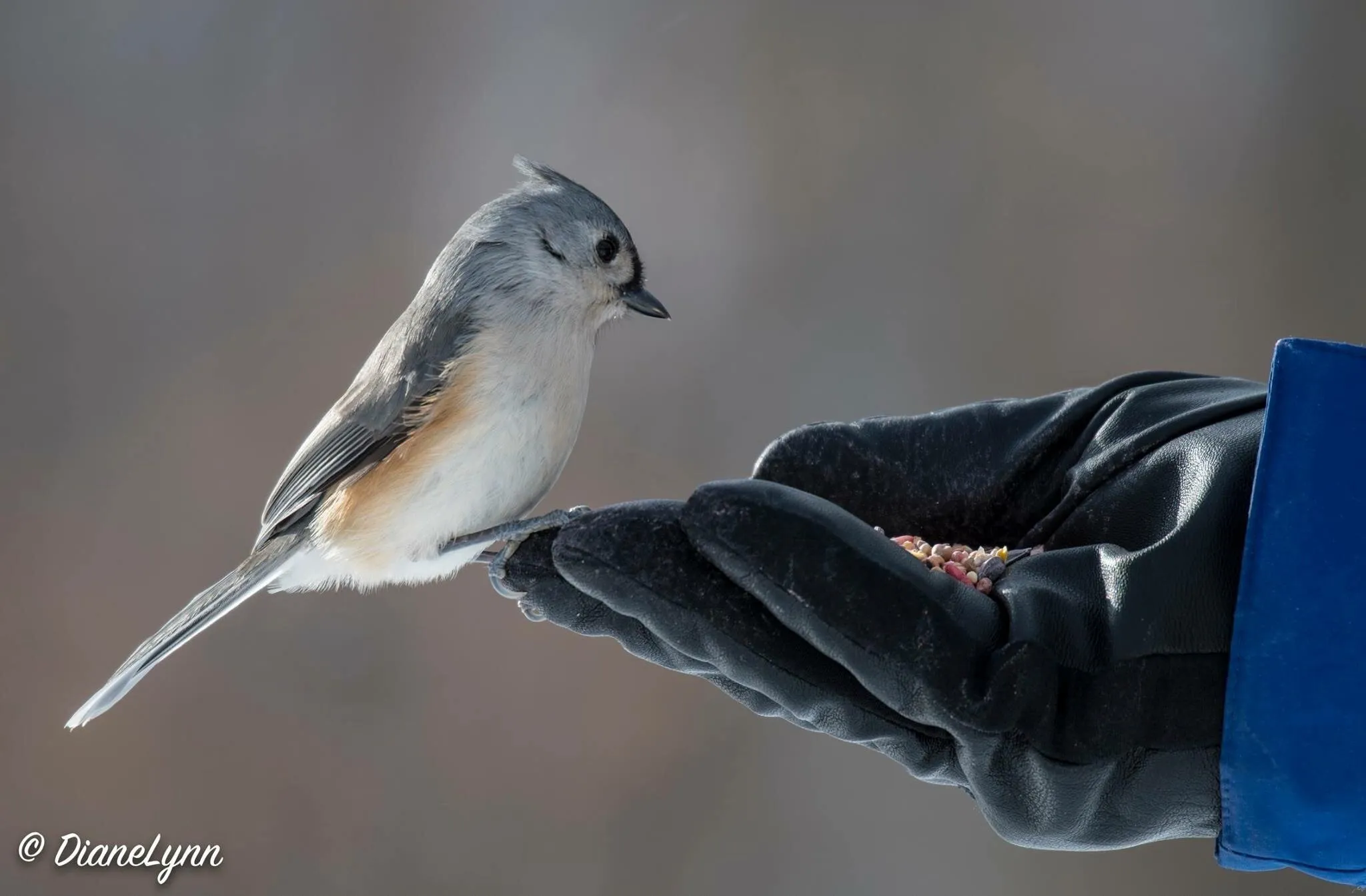 Tufted Titmouse
