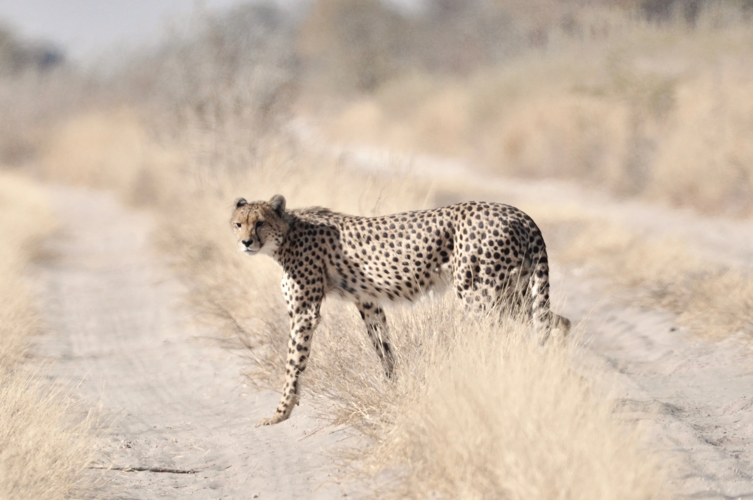 Cheetah in Motion