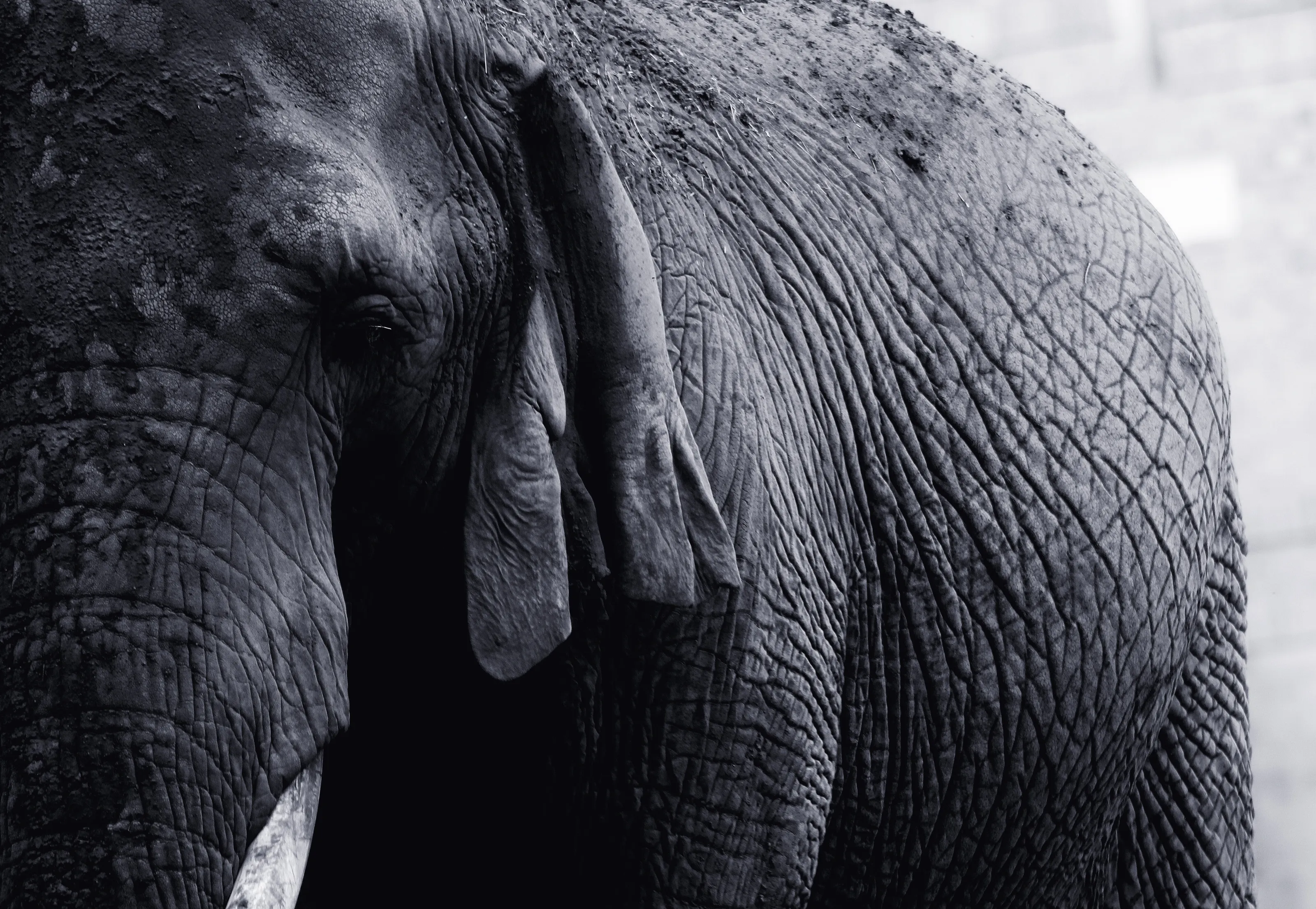 weary elephant soul