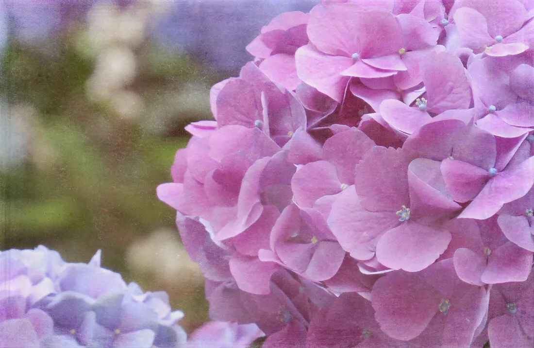 Hydrangeas