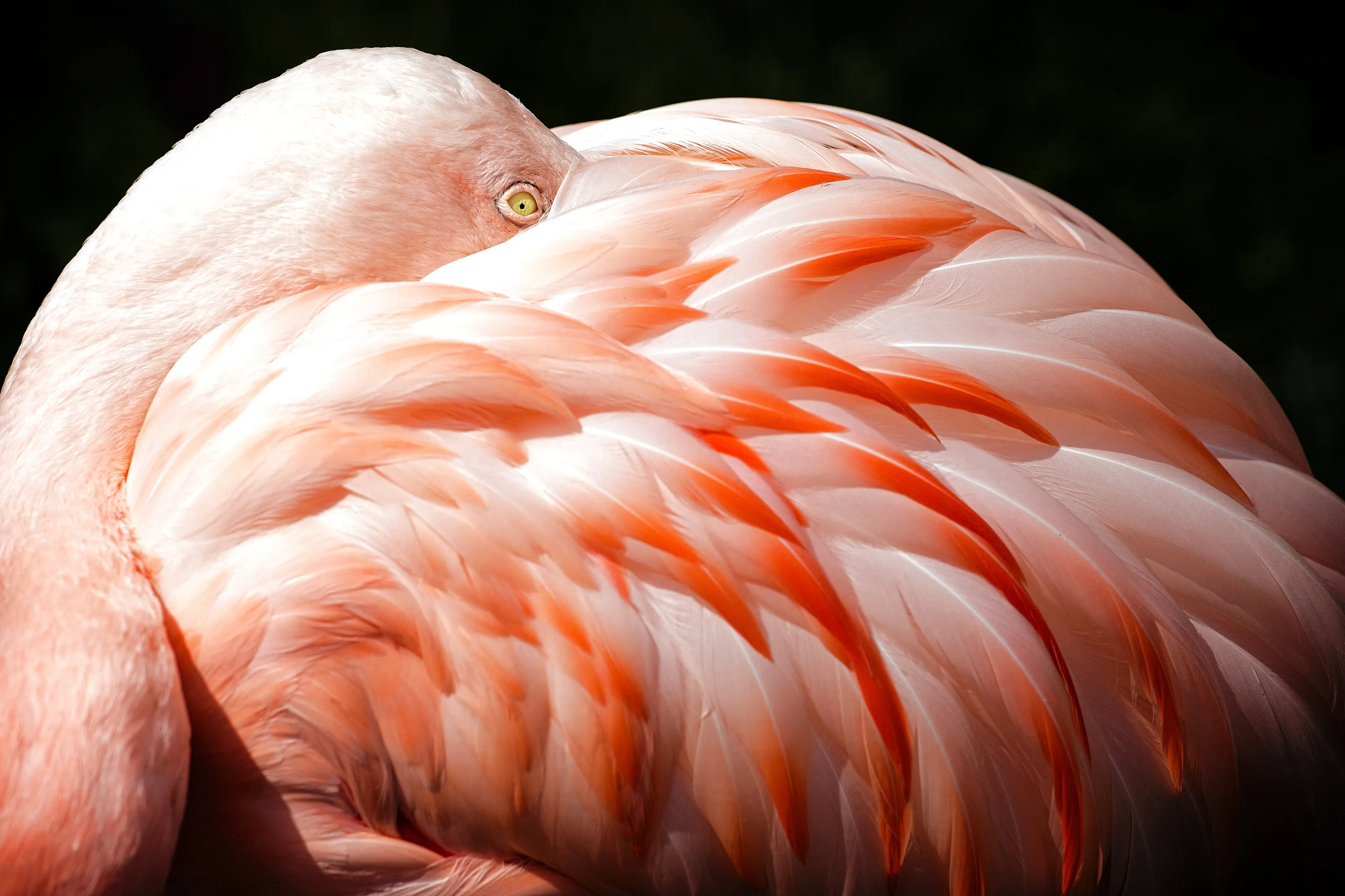 Flamingo at Rest