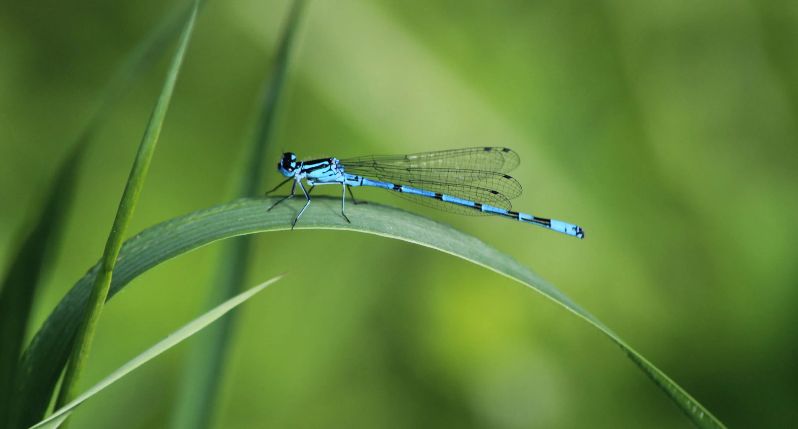 Damsel Fly at rest