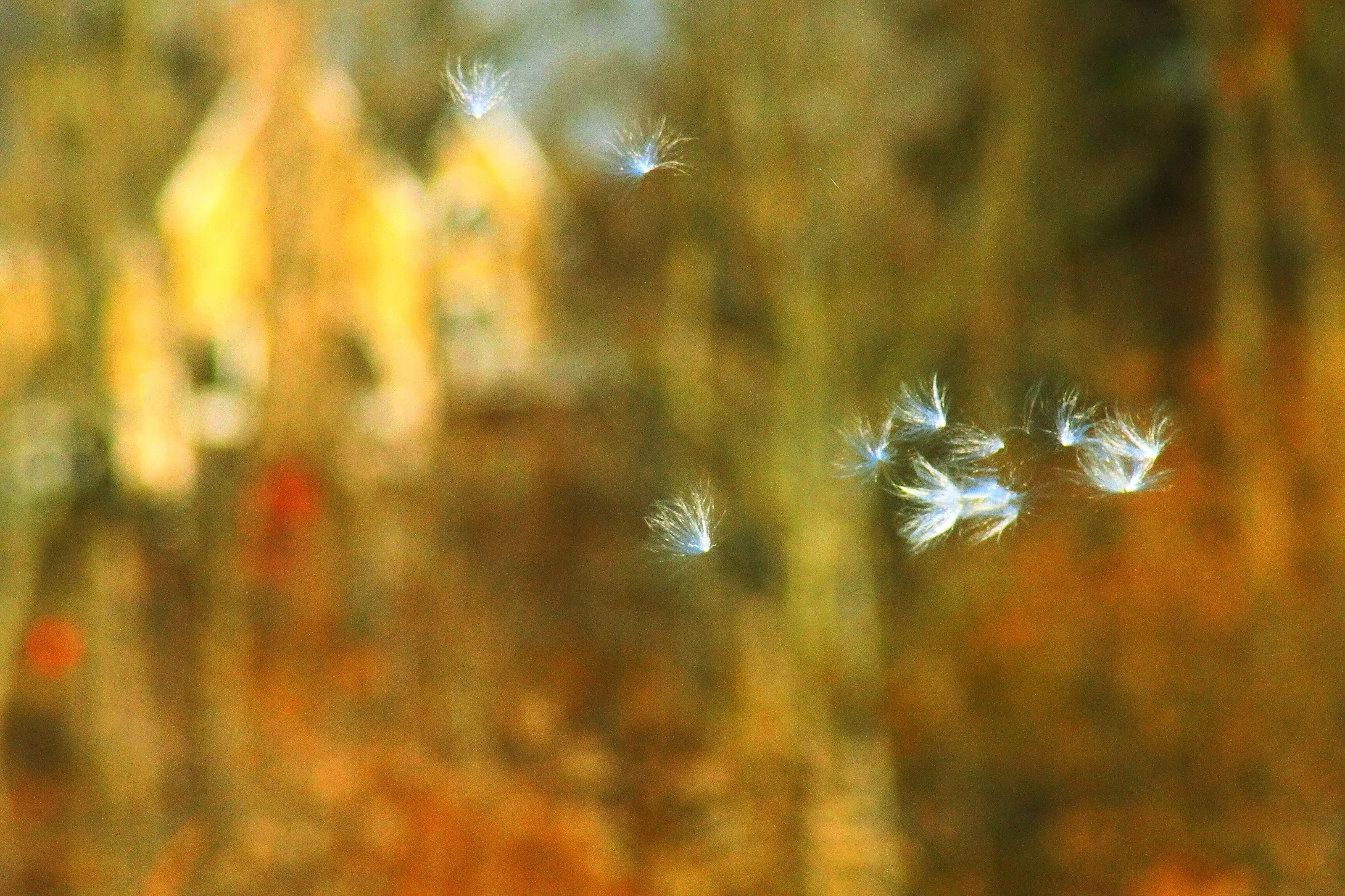 Fall