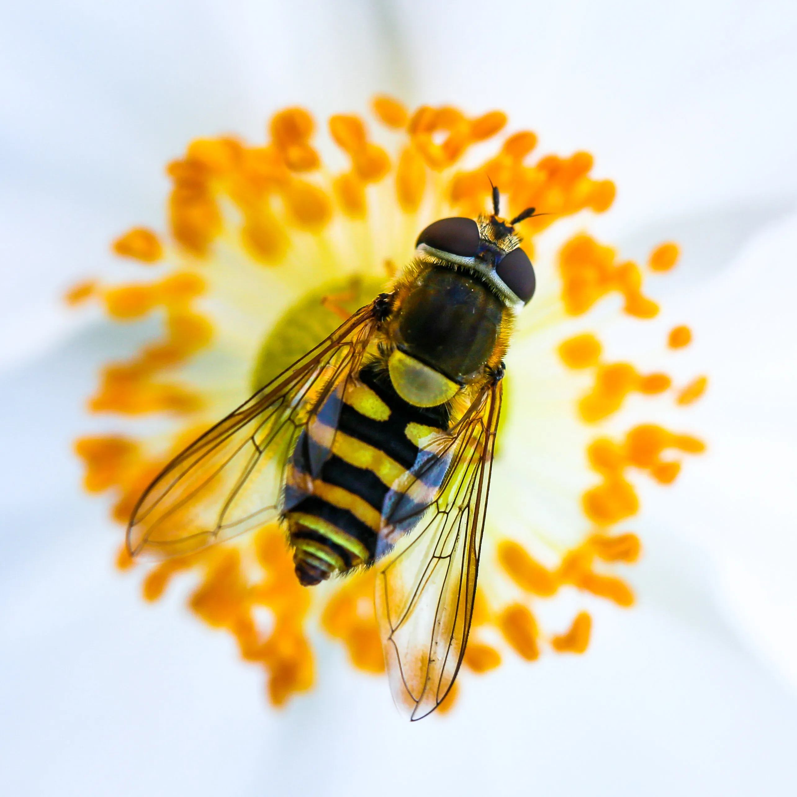 Pollen Gatherer
