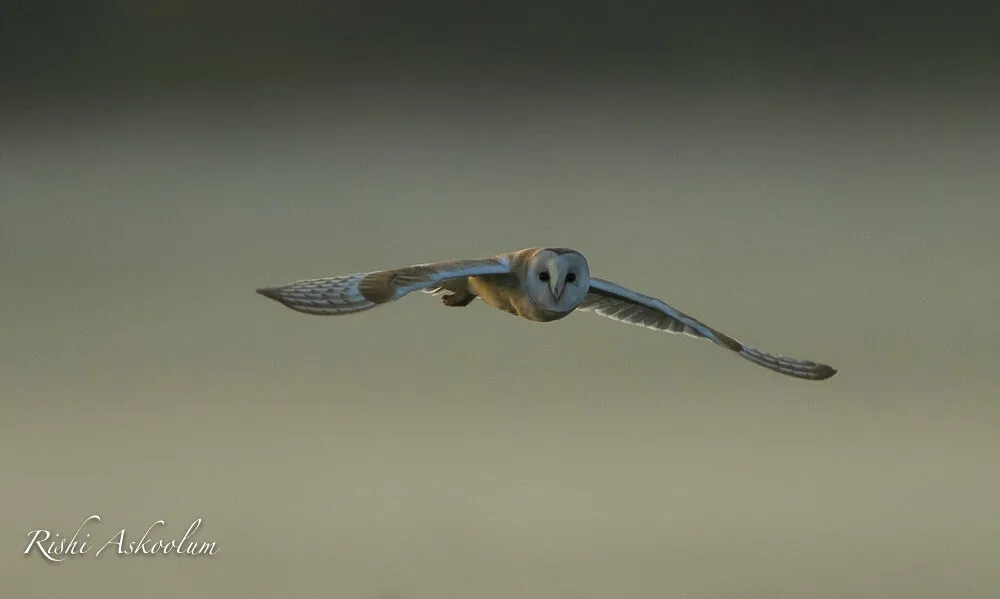 Barn Owl