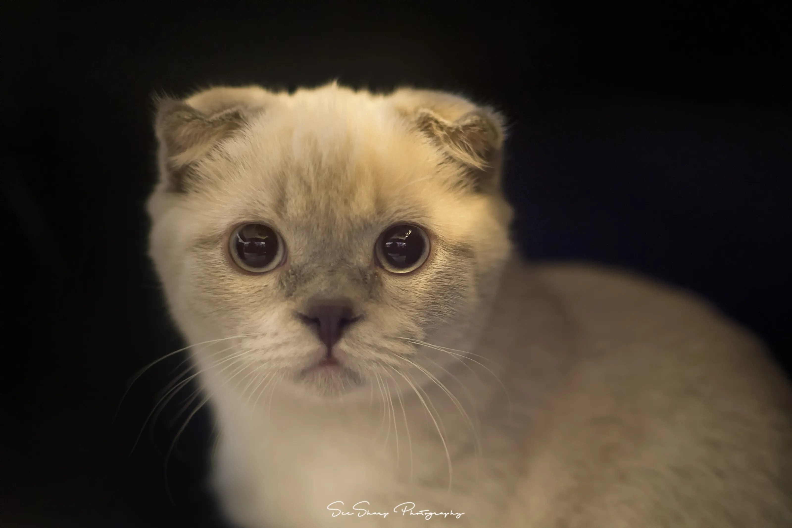 Scottish Fold